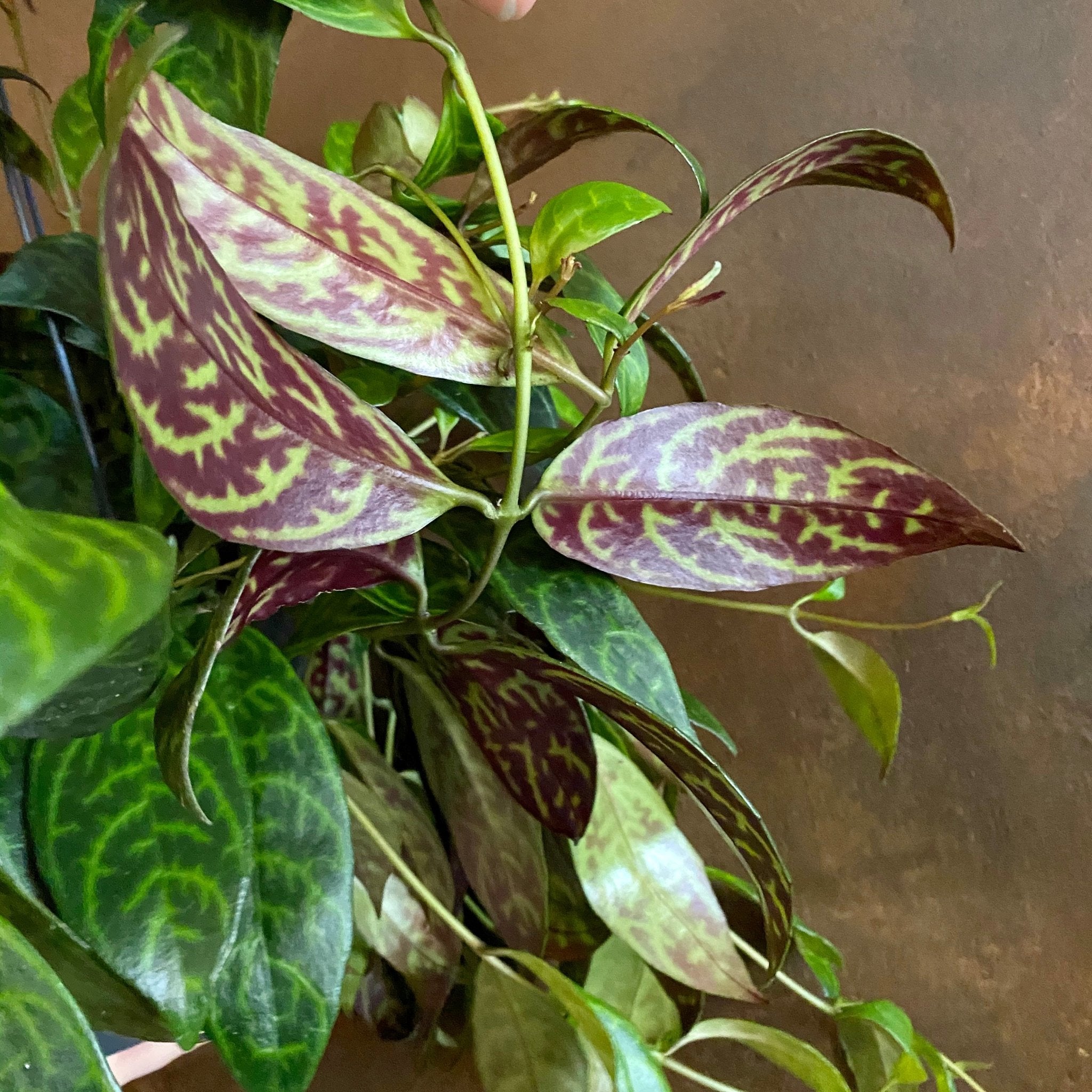 Aeschynanthus marmoratus (hangpot) - grow urban. UK