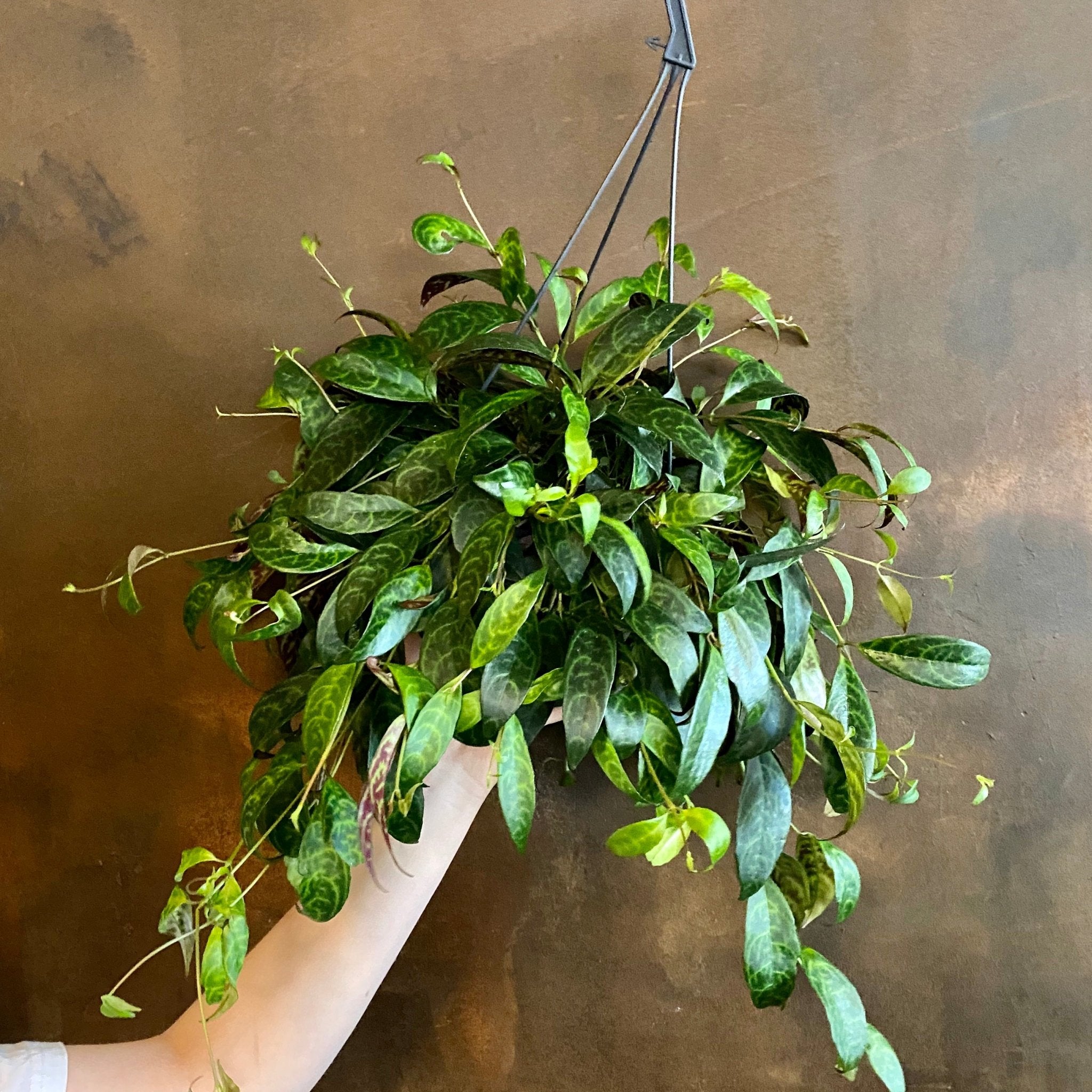 Aeschynanthus marmoratus (hangpot) - grow urban. UK