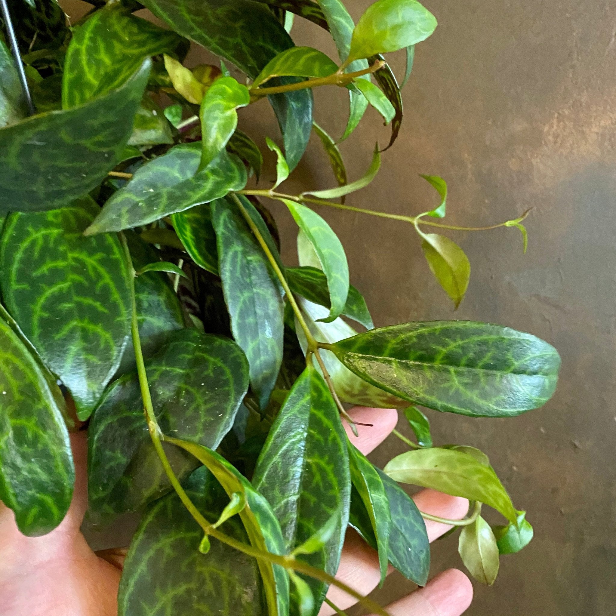 Aeschynanthus marmoratus (hangpot) - grow urban. UK