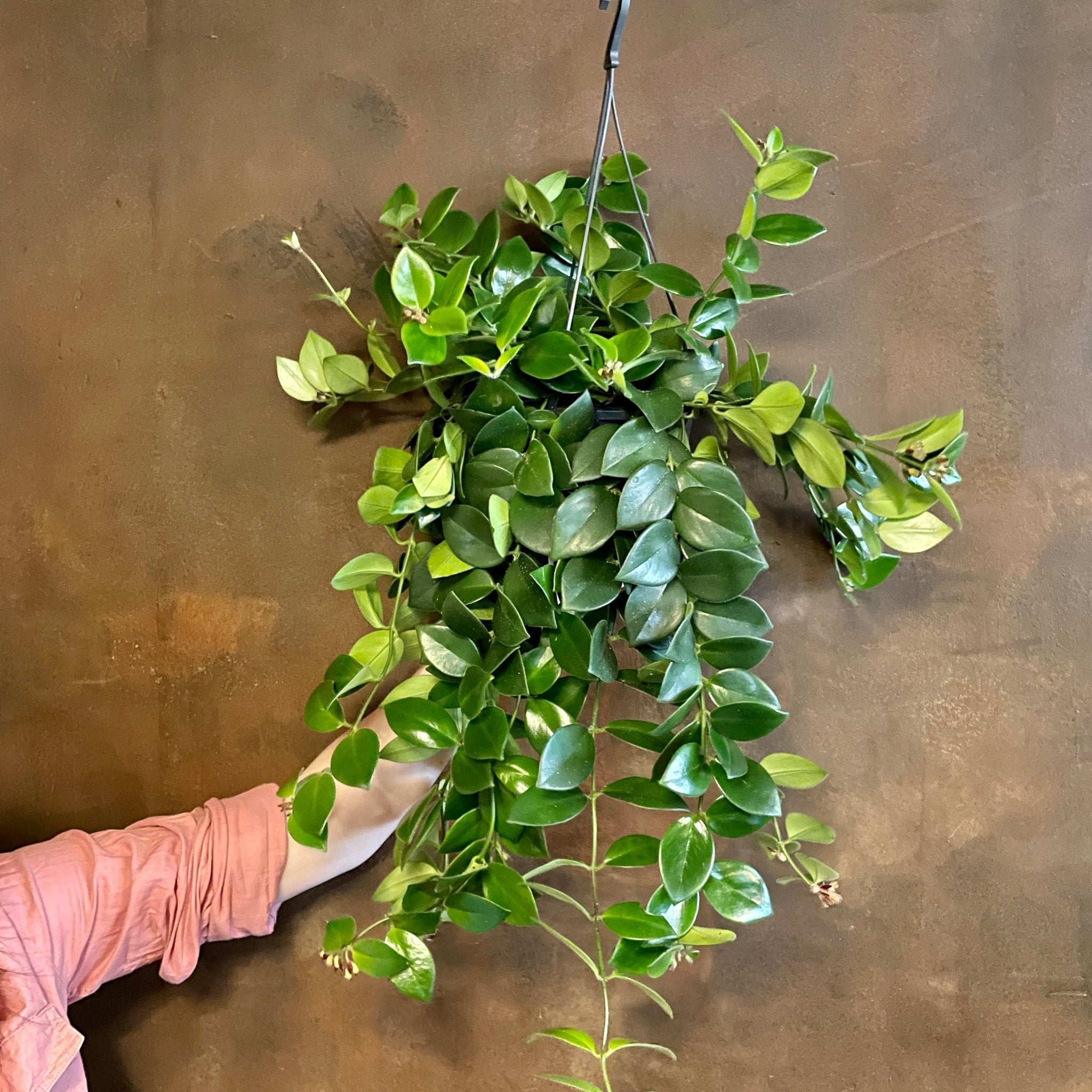 Aeschynanthus ‘Mona Lisa’ - grow urban. UK