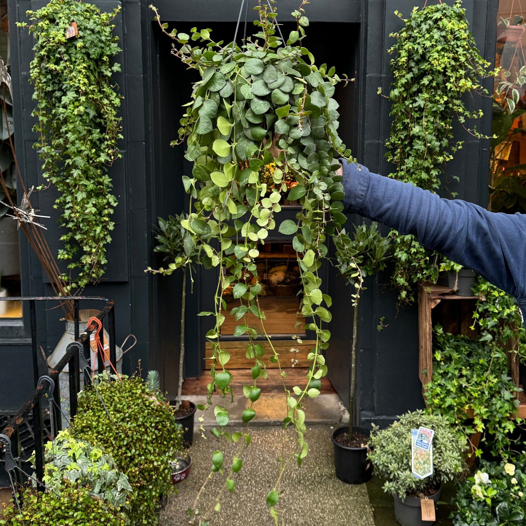 Aeschynanthus ‘Pink Polka’ - grow urban. UK