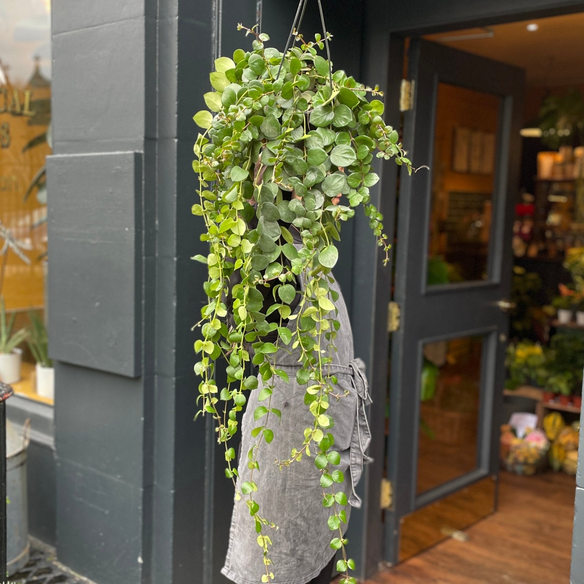 Aeschynanthus ‘Pink Polka’ - grow urban. UK