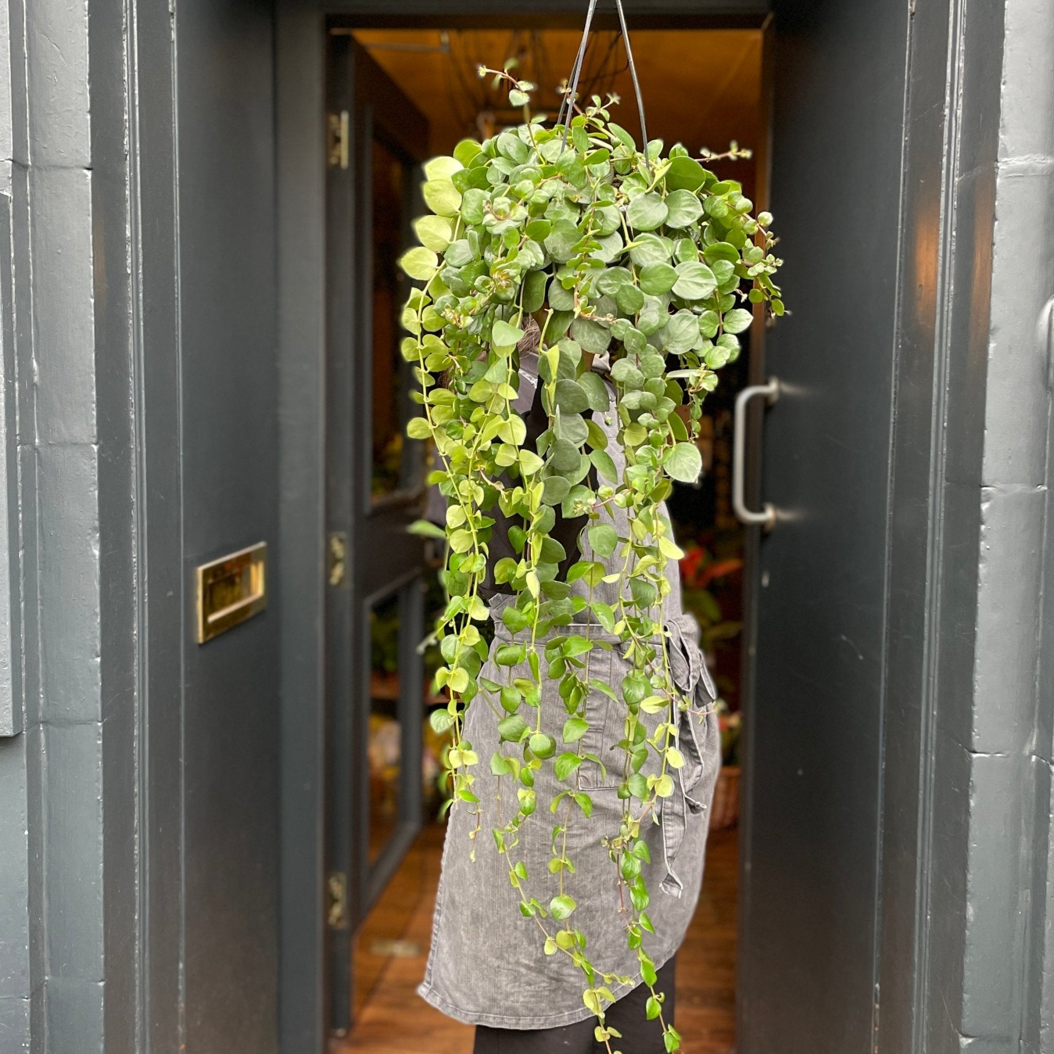 Aeschynanthus ‘Pink Polka’ - grow urban. UK