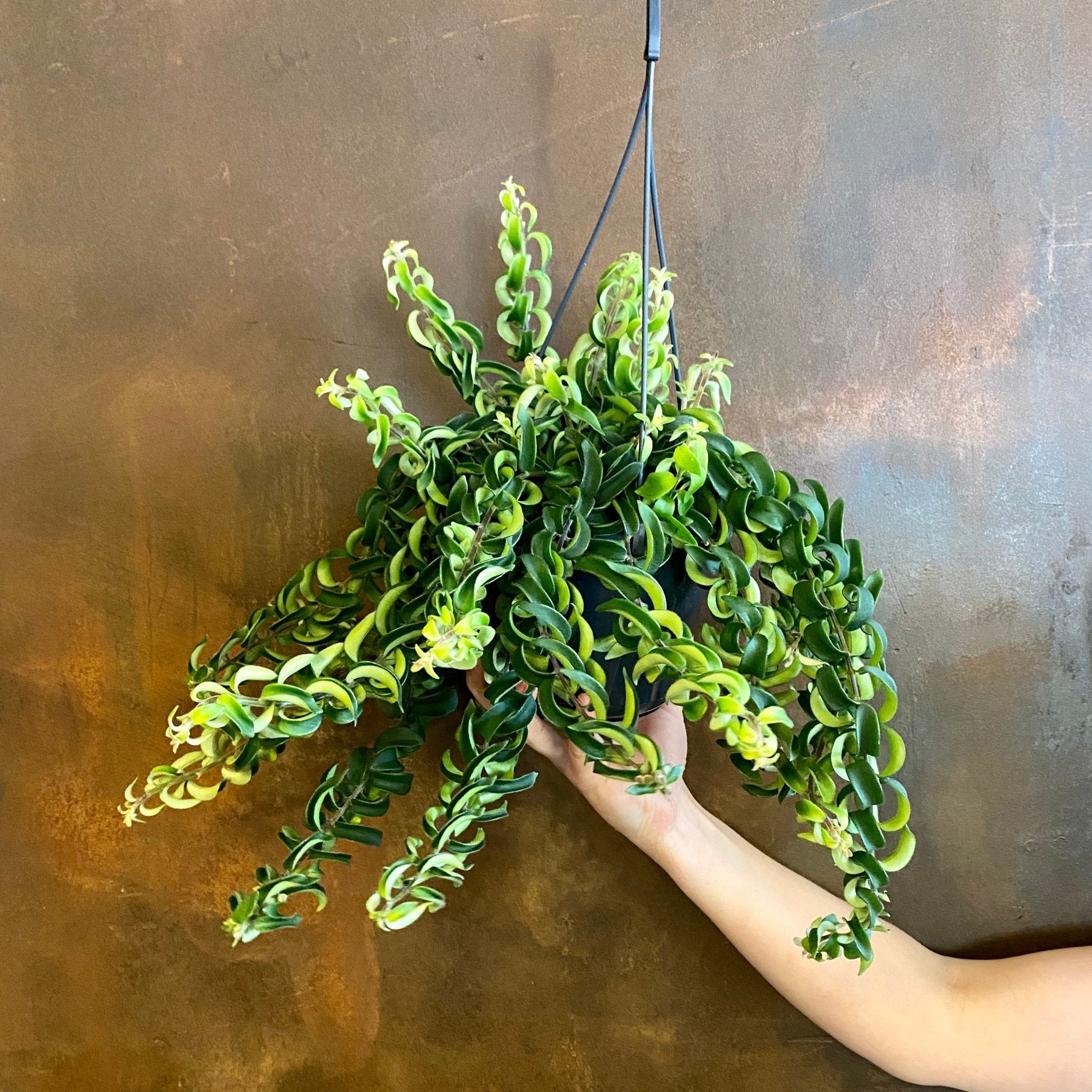 Aeschynanthus ‘Twister’ - grow urban. UK