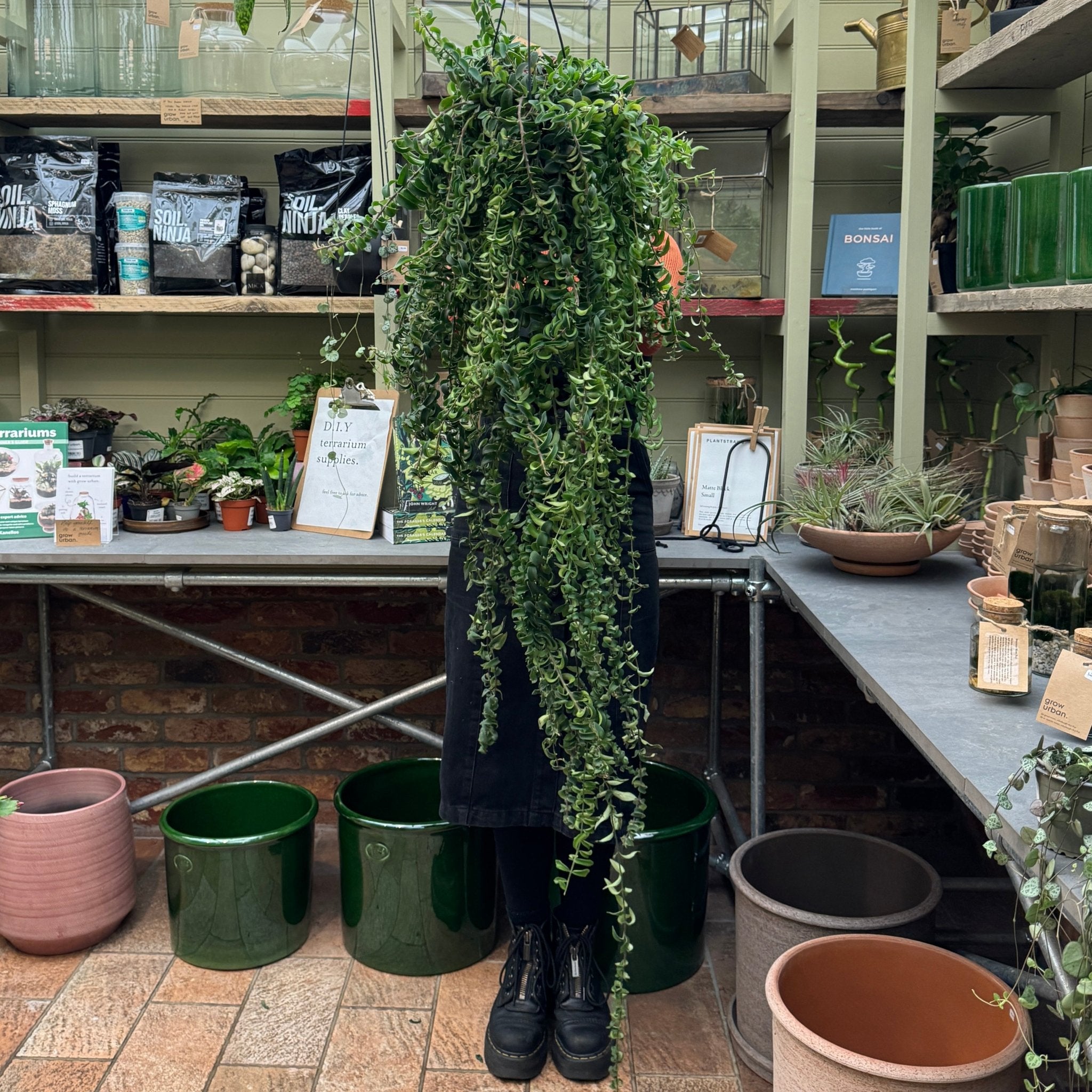Aeschynanthus ‘Twister’ XL - grow urban. UK