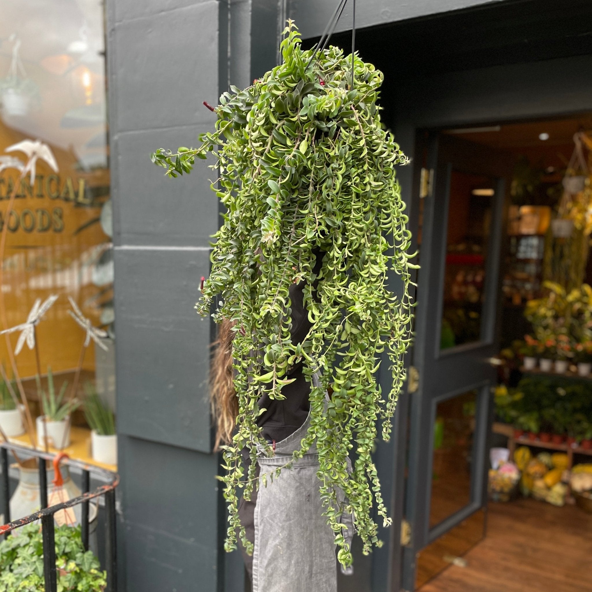 Aeschynanthus ‘Twister’ XL - grow urban. UK