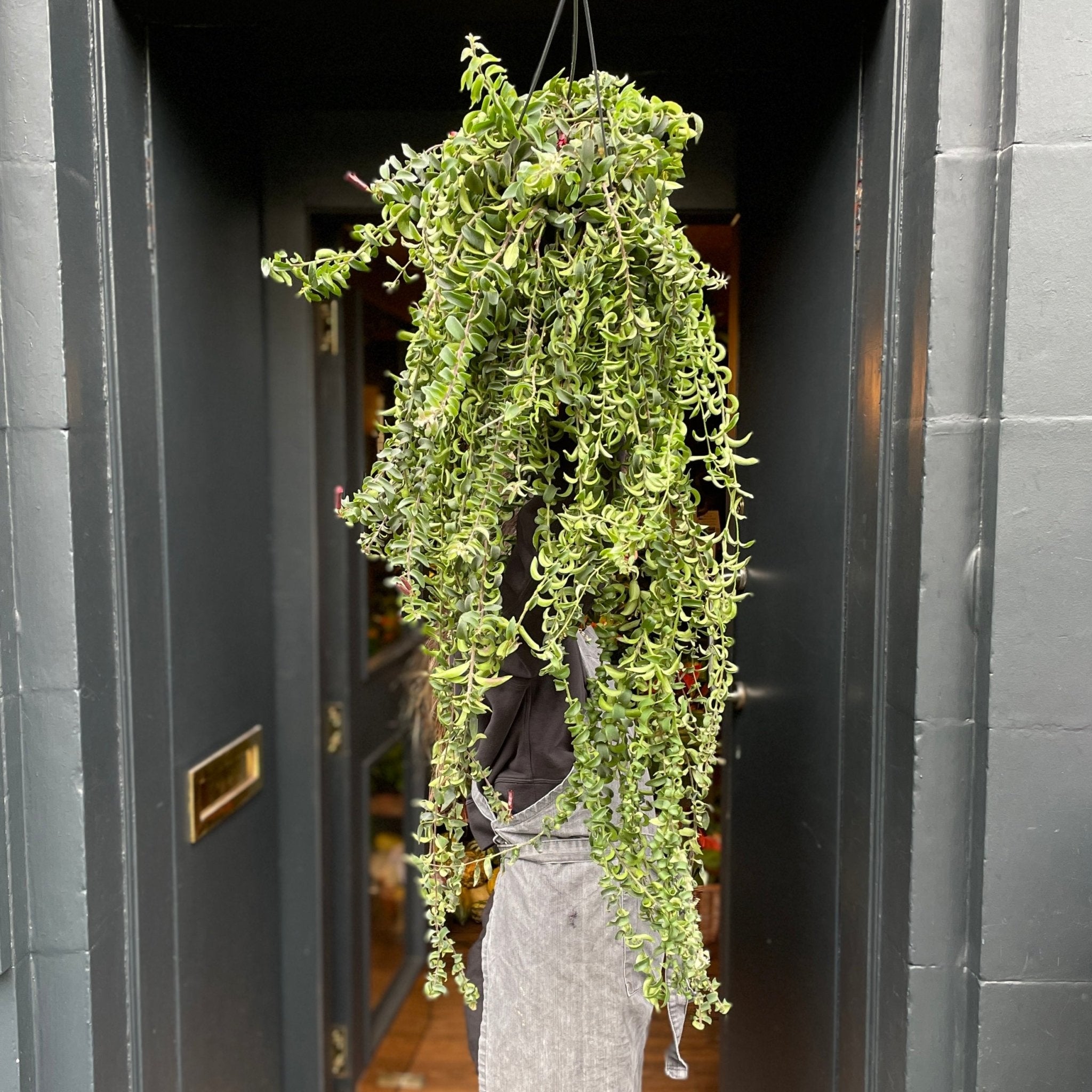 Aeschynanthus ‘Twister’ XL - grow urban. UK