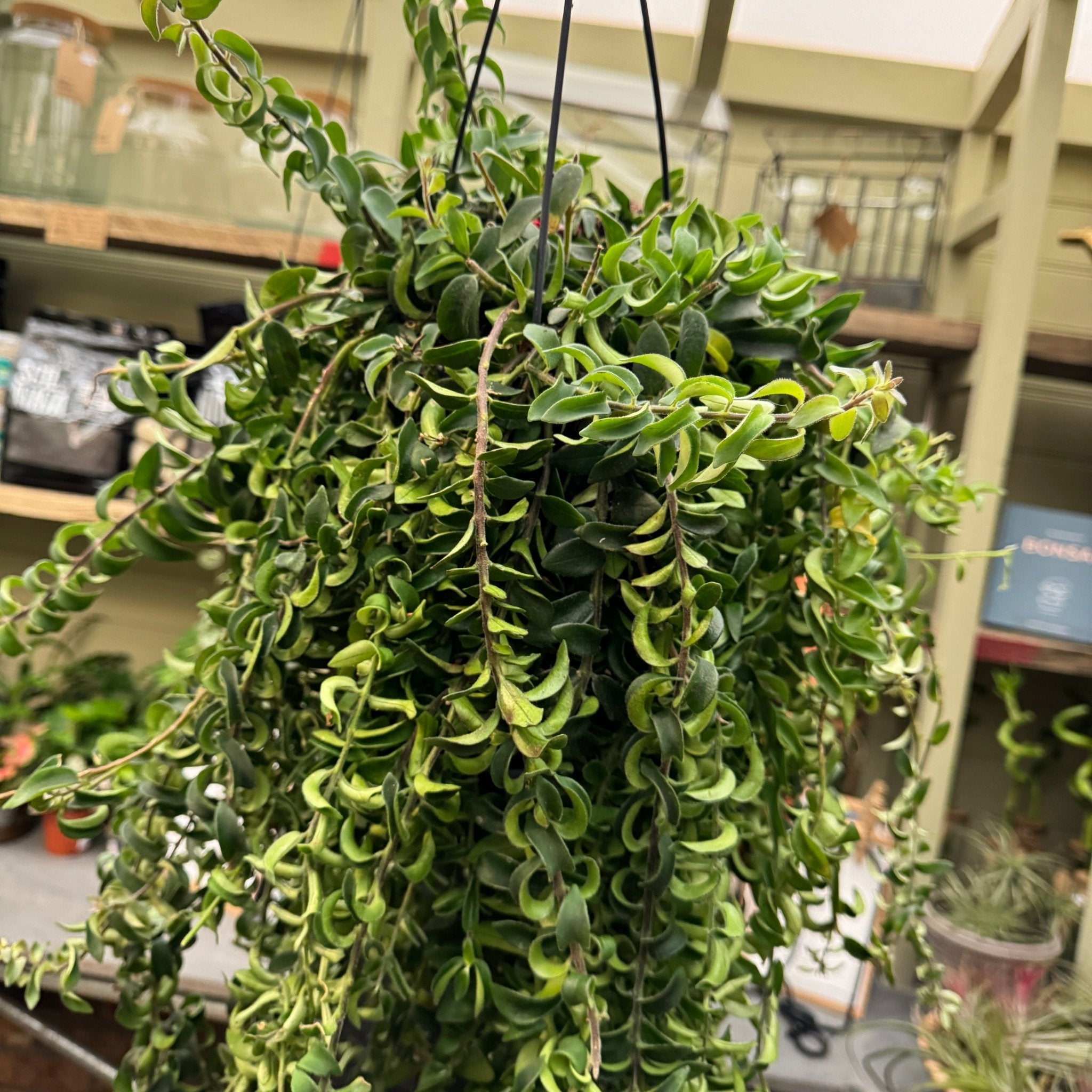 Aeschynanthus ‘Twister’ XL - grow urban. UK