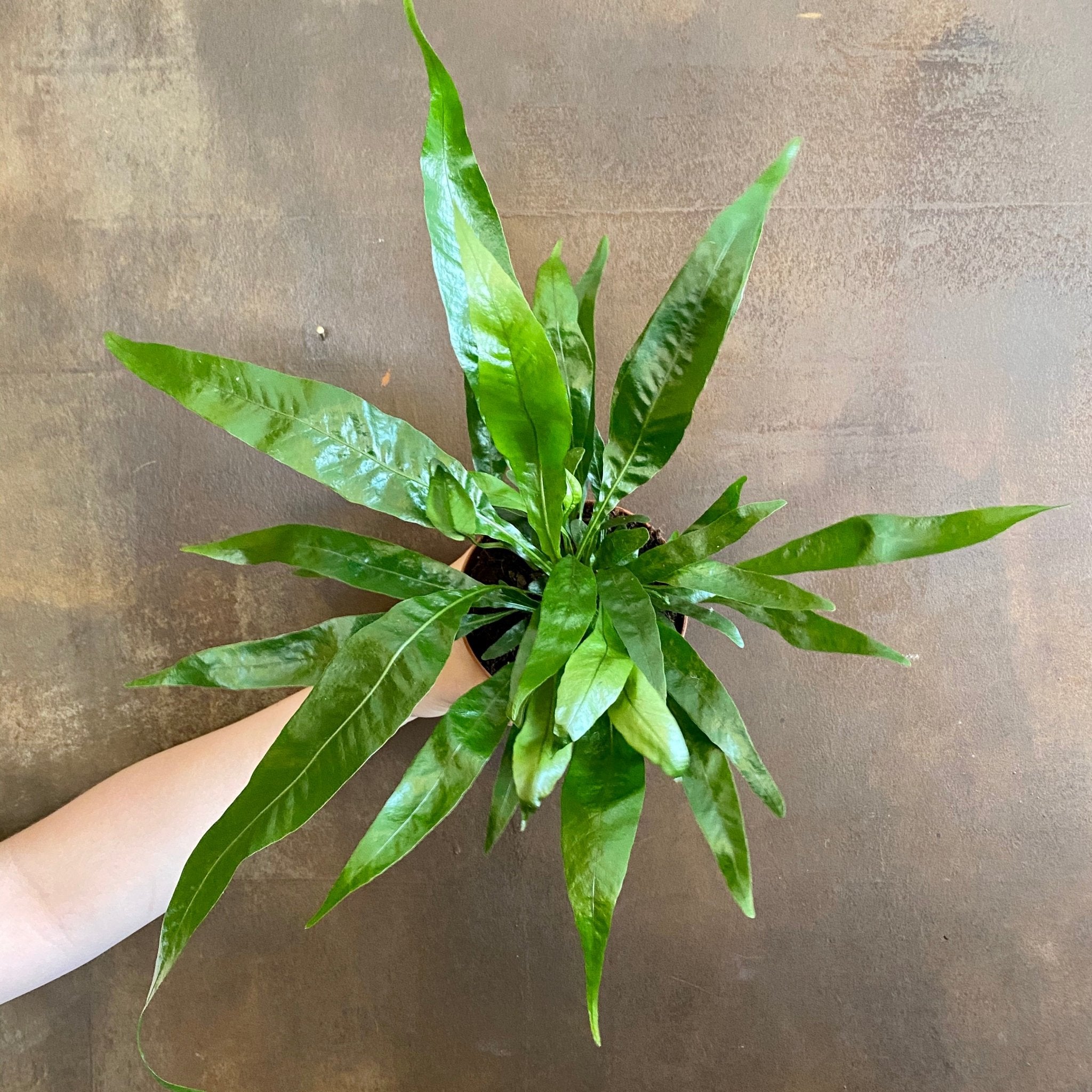 Aglaomorpha coronans - grow urban. UK