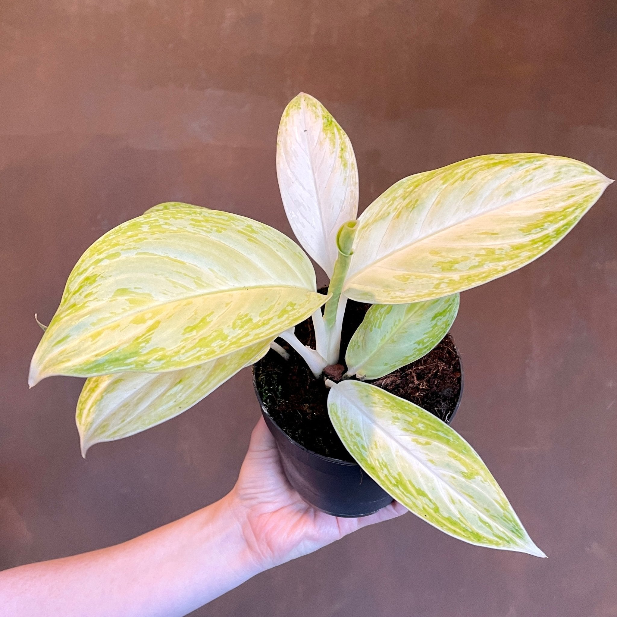 Aglaonema 'Arctic Lime' - grow urban. UK