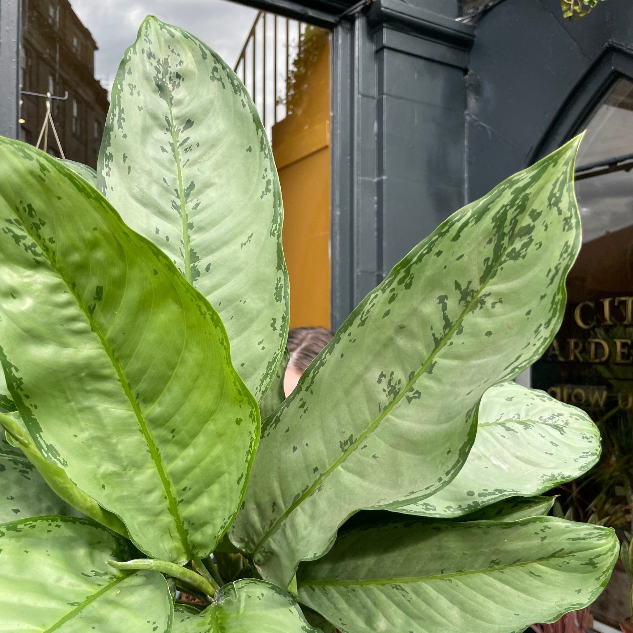 Aglaonema 'B.J Freedman' - grow urban. UK