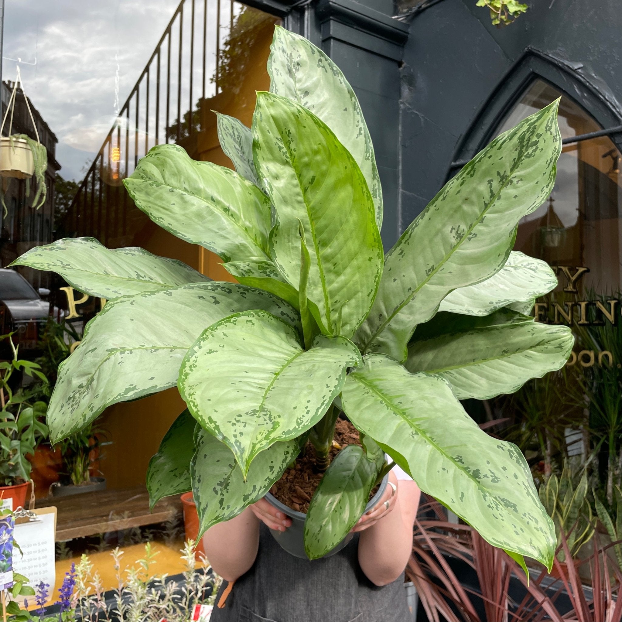 Aglaonema 'B.J Freedman' - grow urban. UK