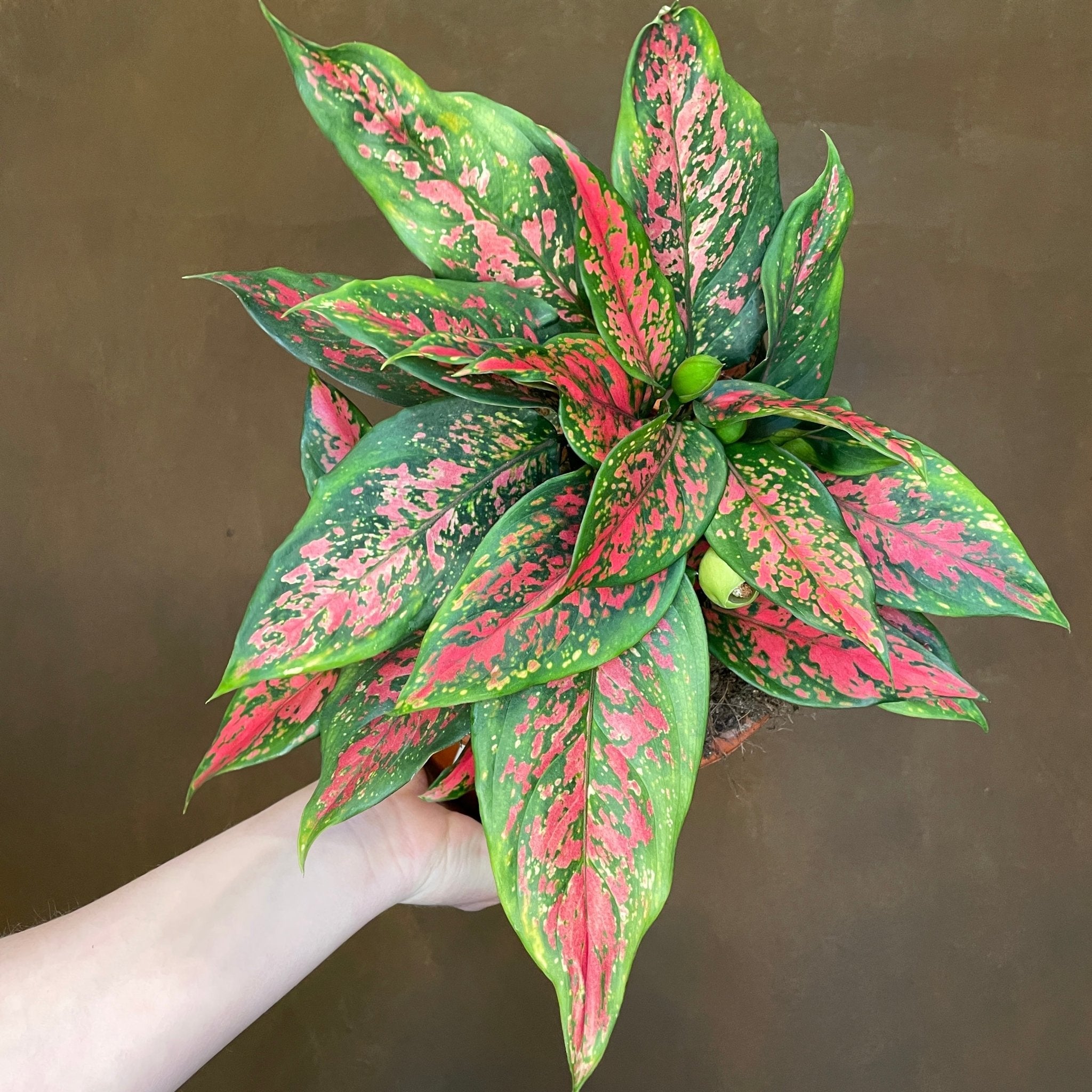 Aglaonema 'Cherry Baby' (19cm pot) - grow urban. UK