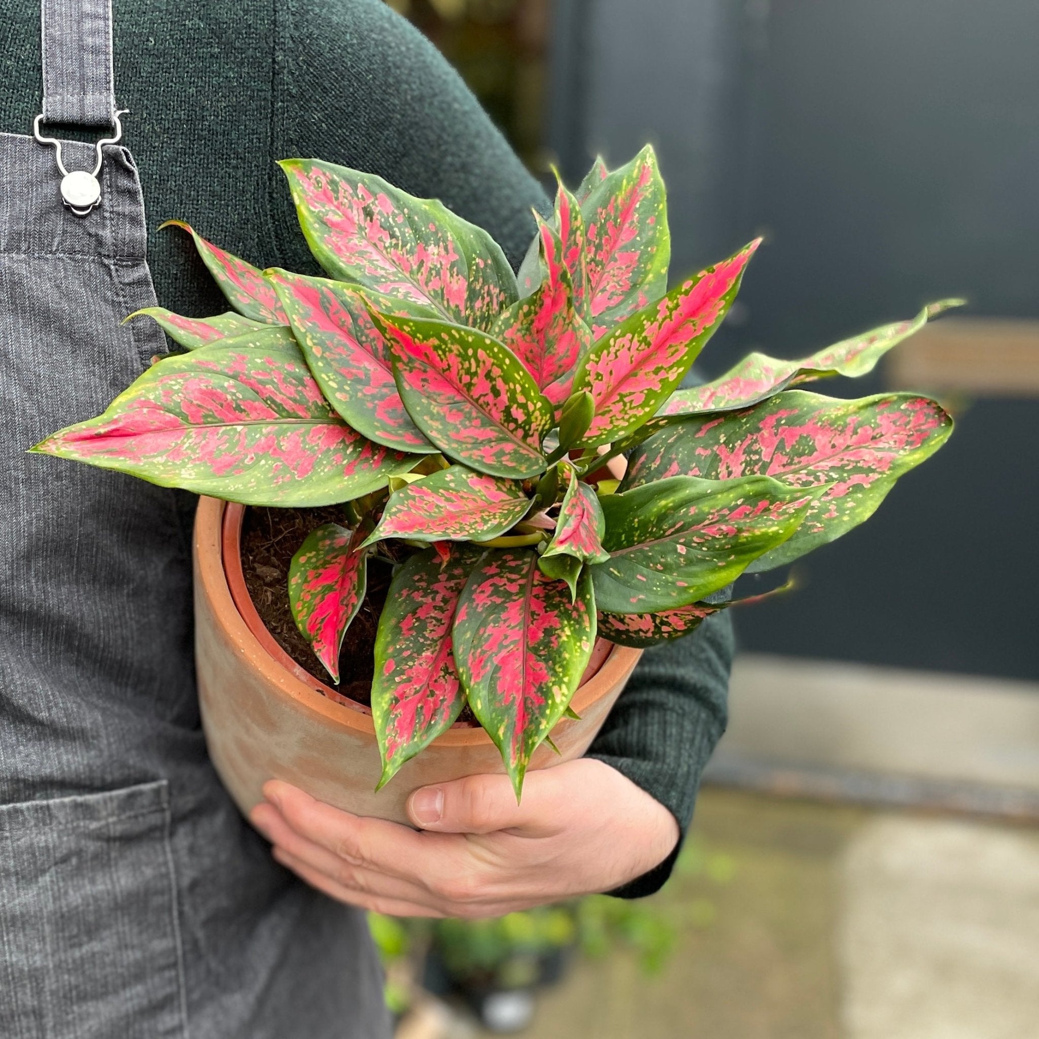 Aglaonema 'Cherry Baby' (19cm pot) - grow urban. UK