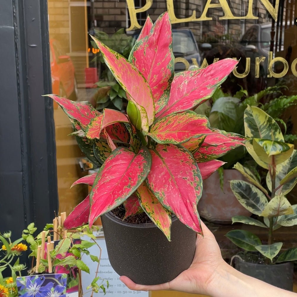 aglaonema red cherry Aglaonema 'Cherry Baby'
