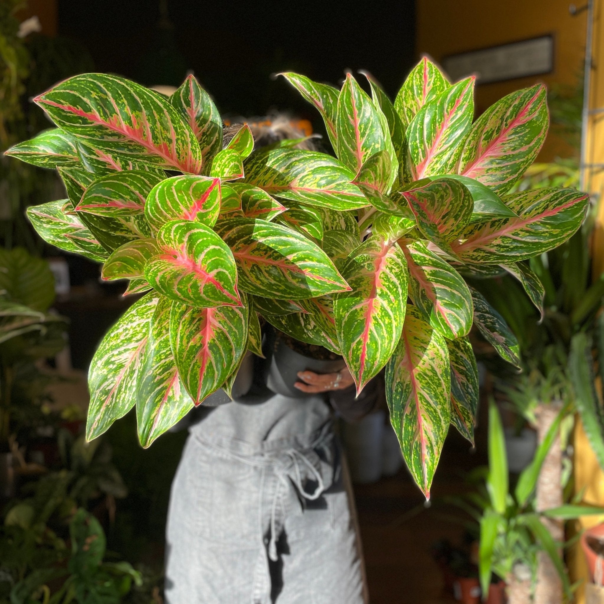 Aglaonema ‘Cocomelon’ (19cm pot) - grow urban. UK