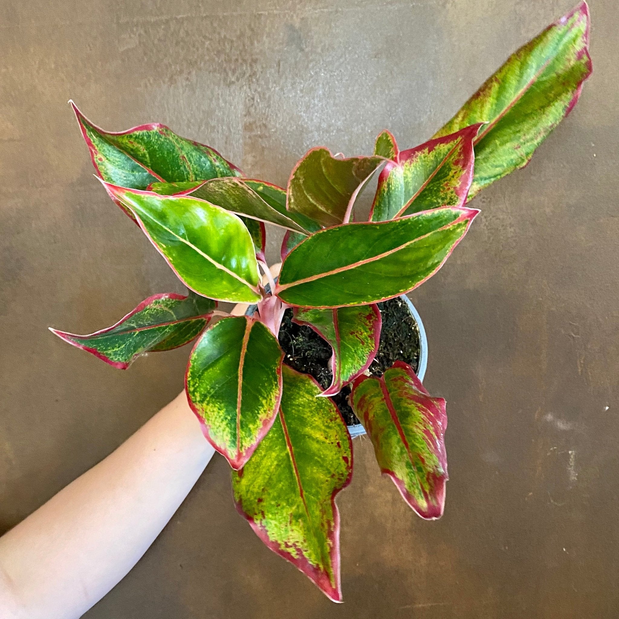 Aglaonema ‘Crete’ - grow urban. UK