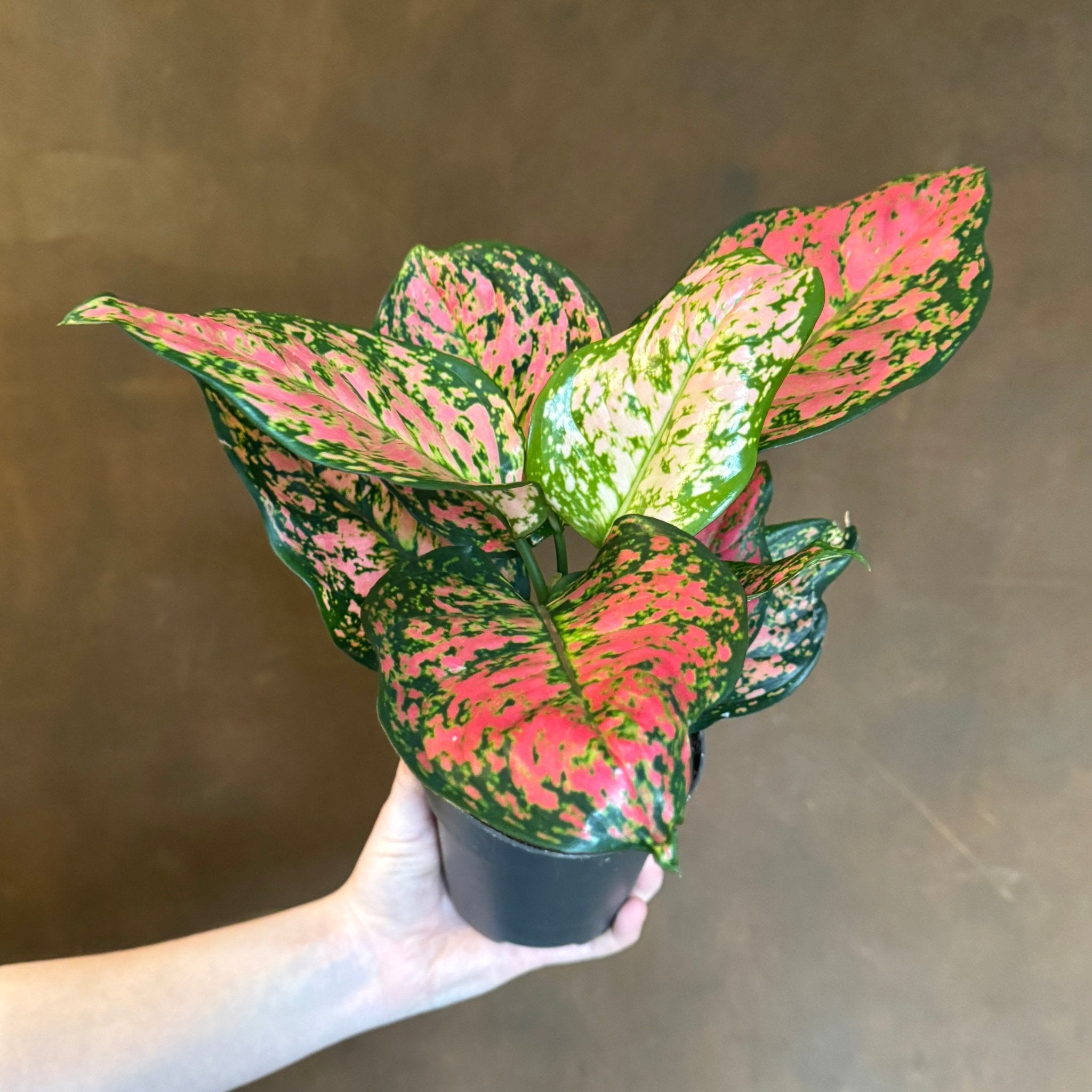 Aglaonema ‘Crimson Love’ - grow urban. UK