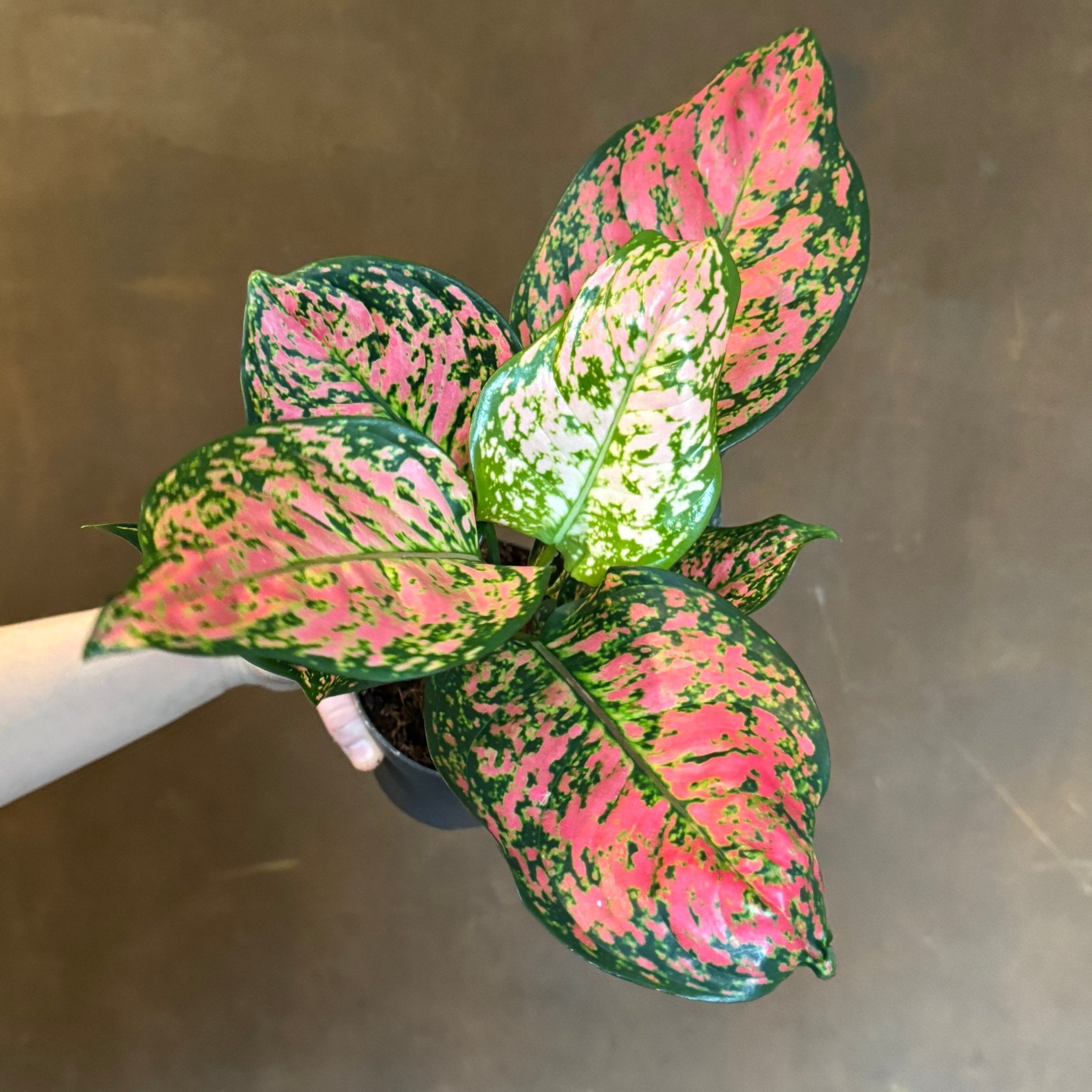 Aglaonema ‘Crimson Love’ - grow urban. UK