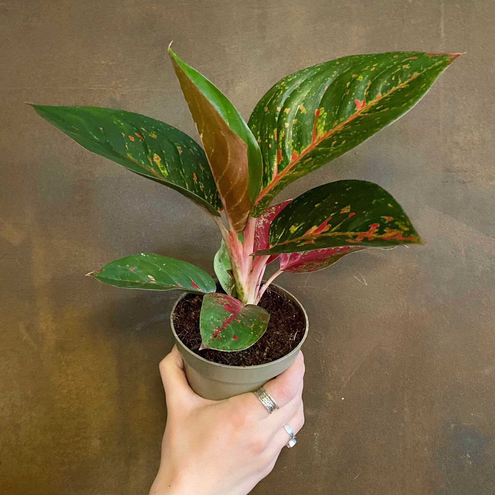 Aglaonema 'Dark Pink Star' - grow urban. UK