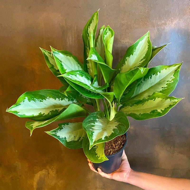 Aglaonema ‘Diamond Bay’ - grow urban. UK