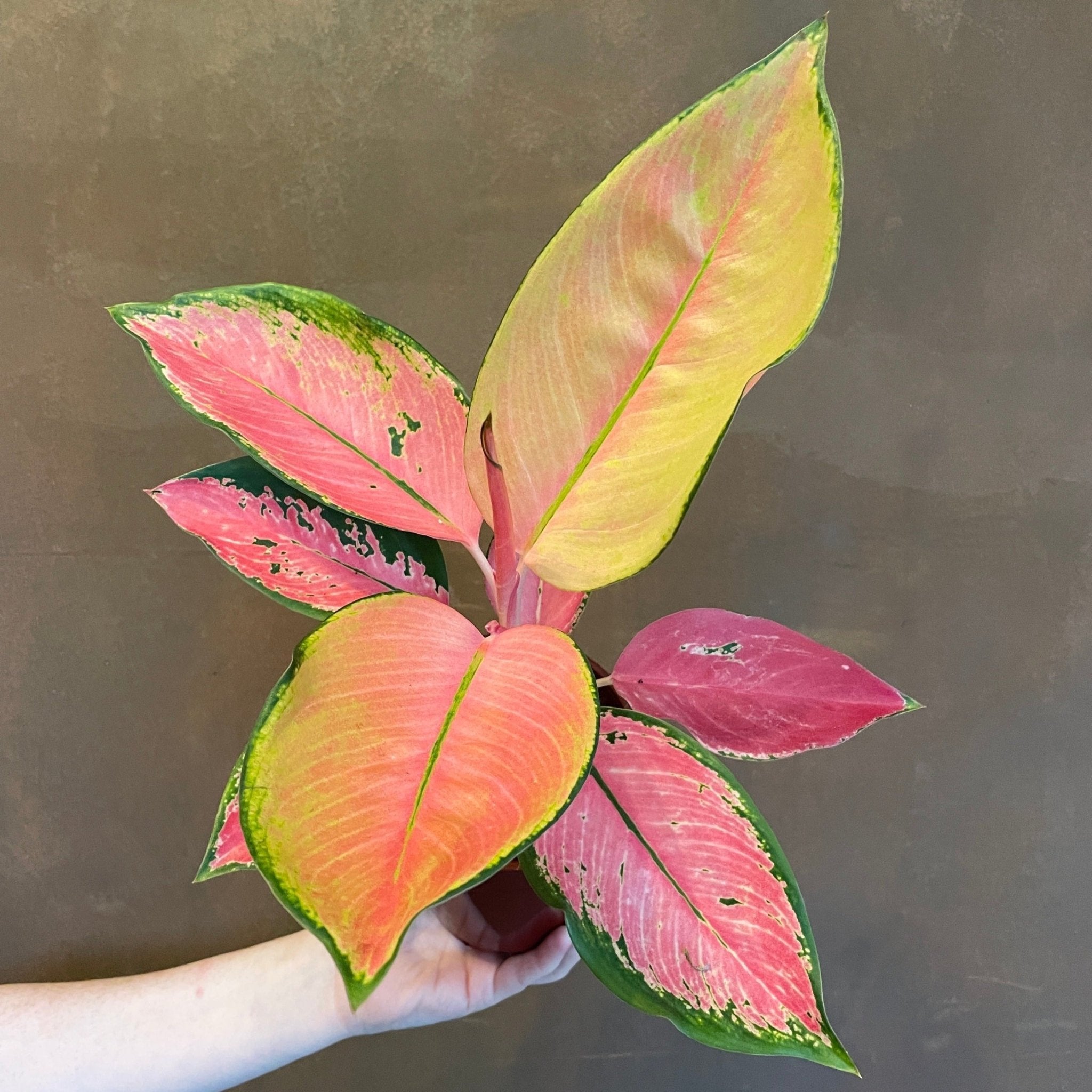 Aglaonema ‘Flamingo’ - grow urban. UK