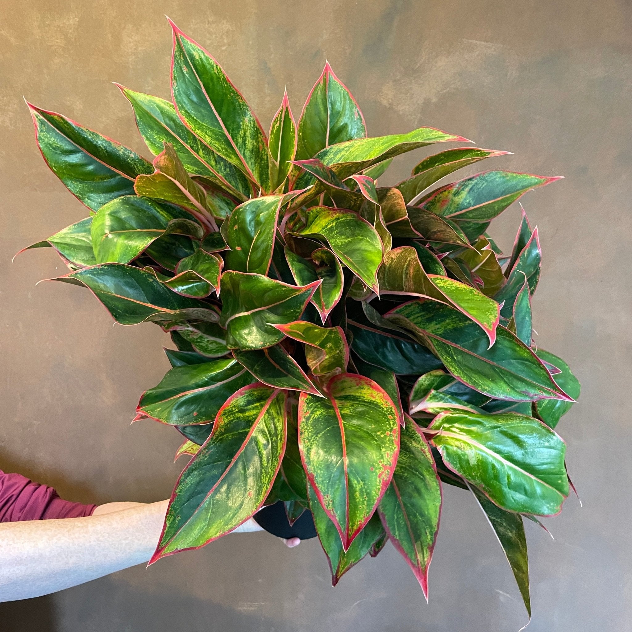 Aglaonema ‘Jungle Red’ - grow urban. UK