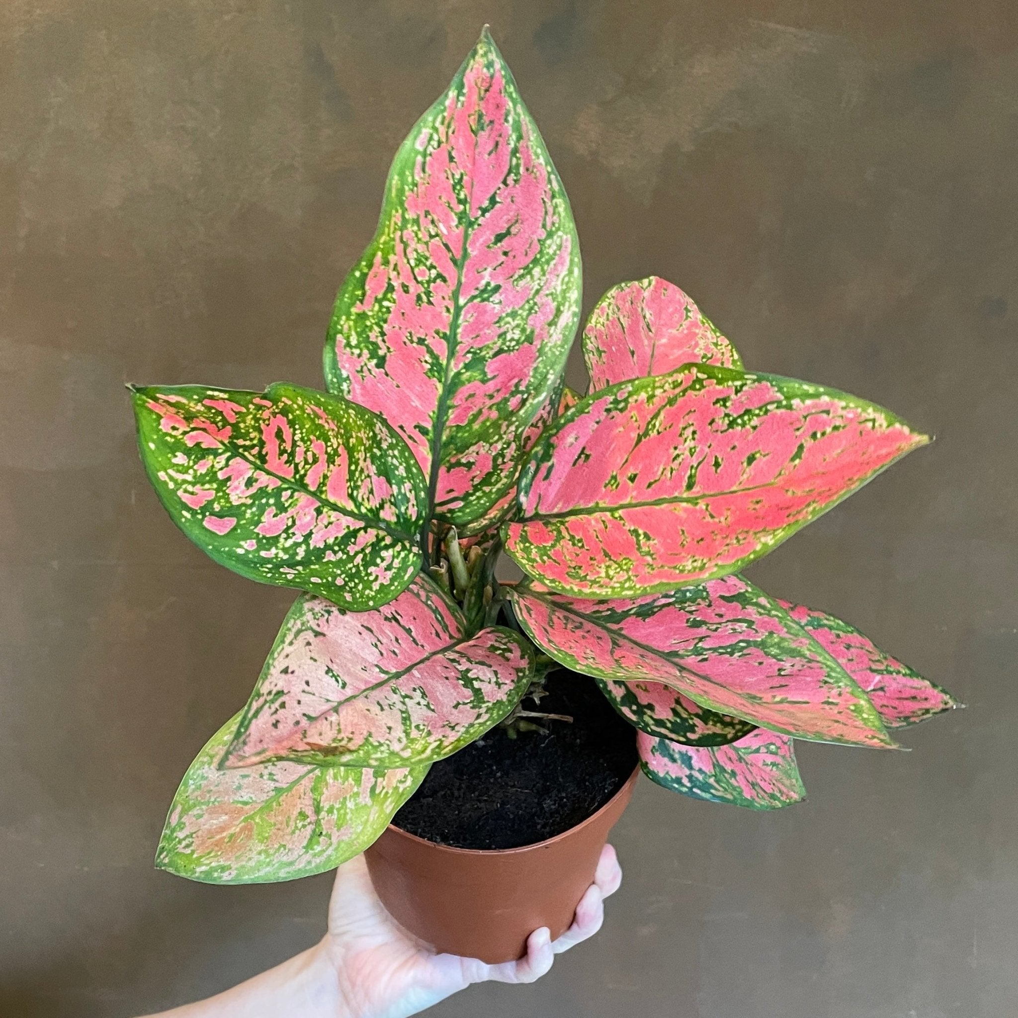 Aglaonema 'Lady Valentine' - grow urban. UK