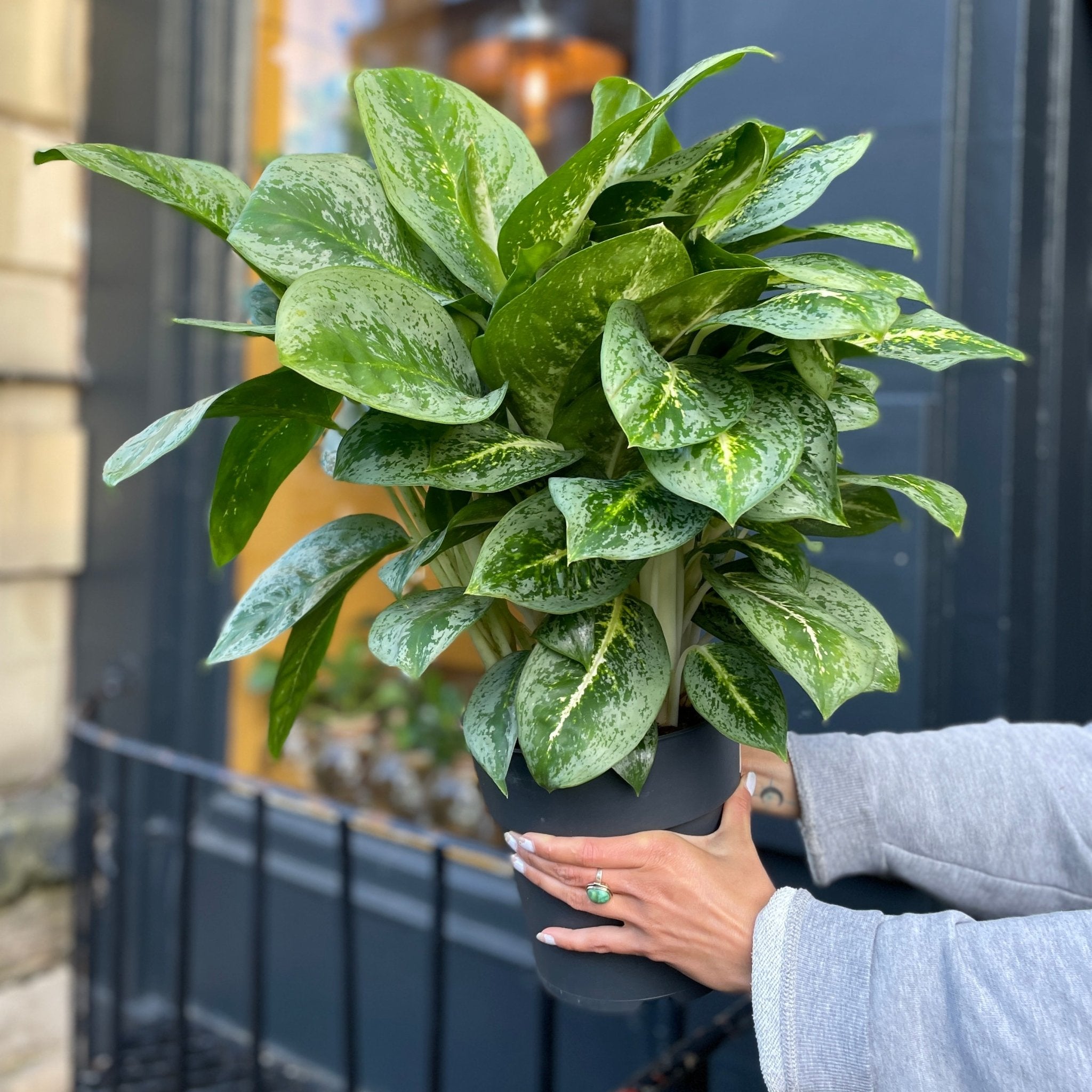 Aglaonema 'Lemon Mint' - grow urban. UK