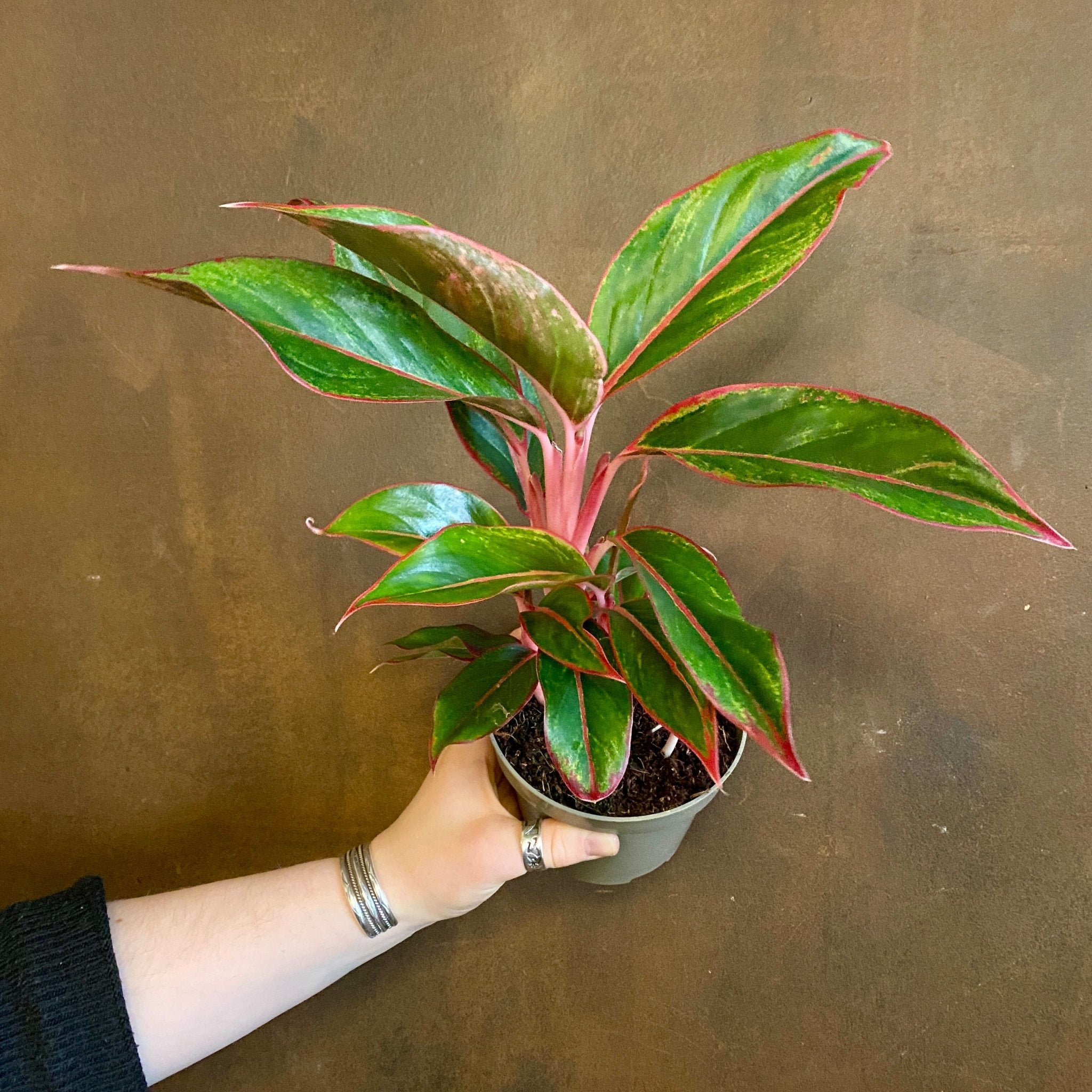 Aglaonema 'Light Pink Star' - grow urban. UK