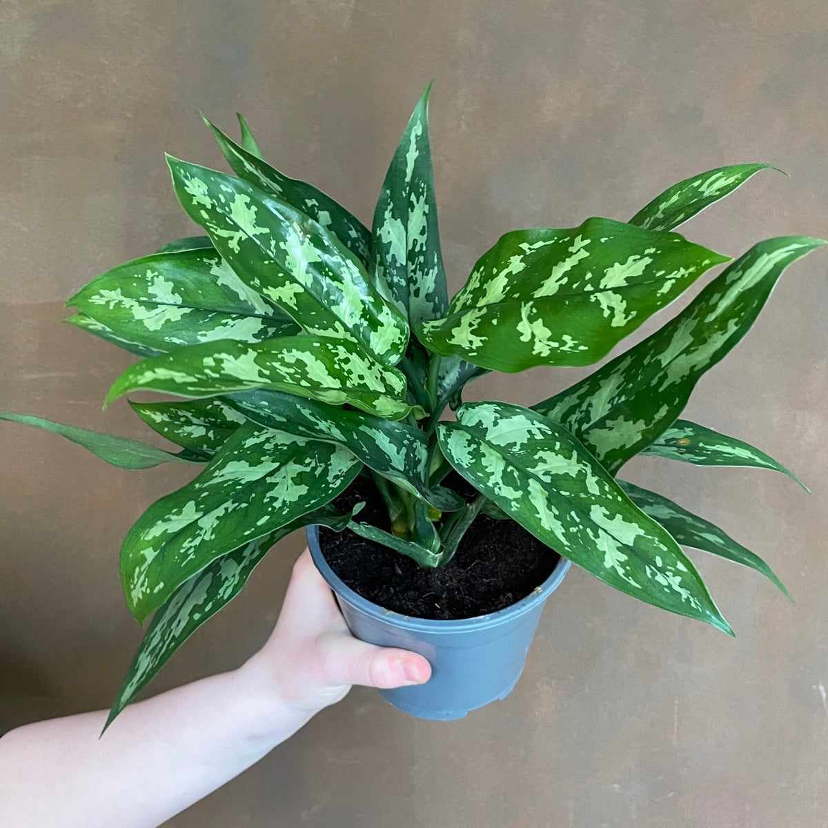 12+ Maria Aglaonema Aglaonema ‘Maria’ (14cm pot) | grow urban. Edinburgh