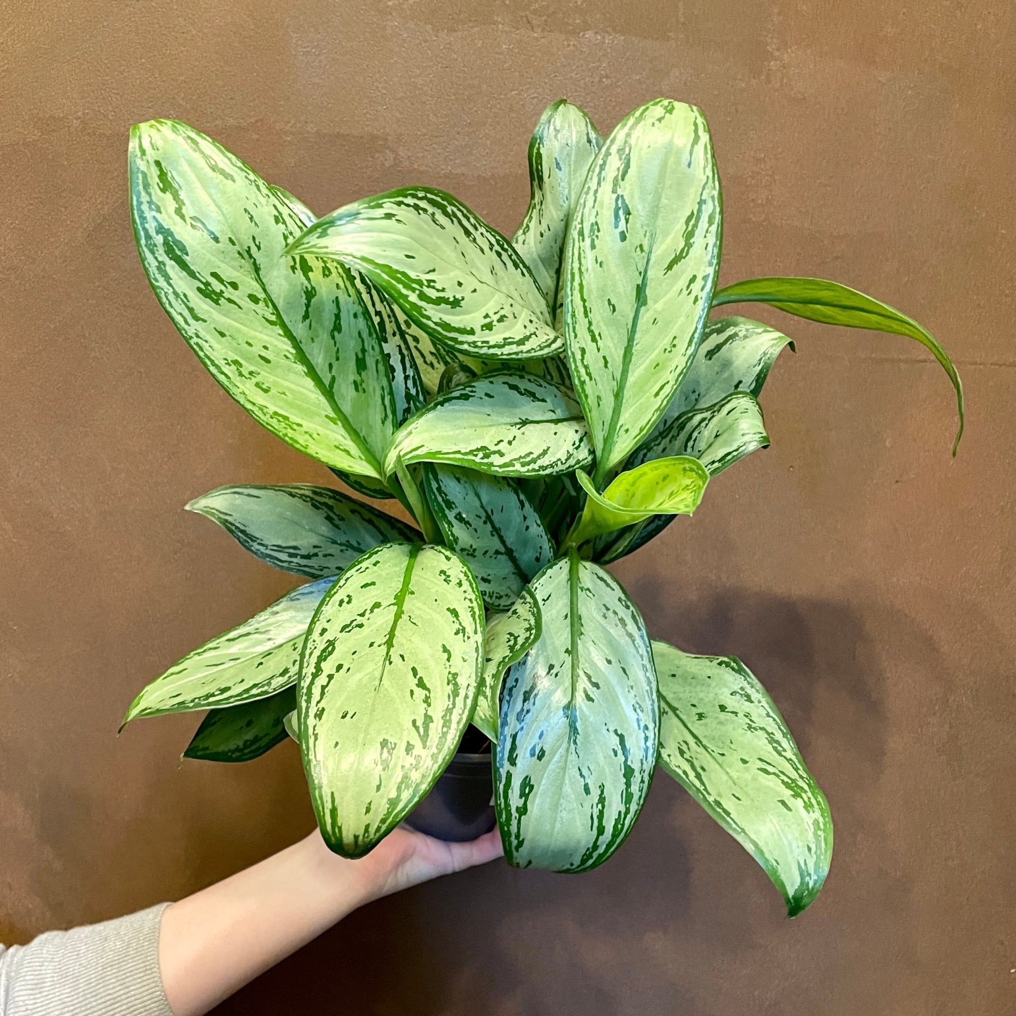 Aglaonema 'Maria Christina' - grow urban. UK