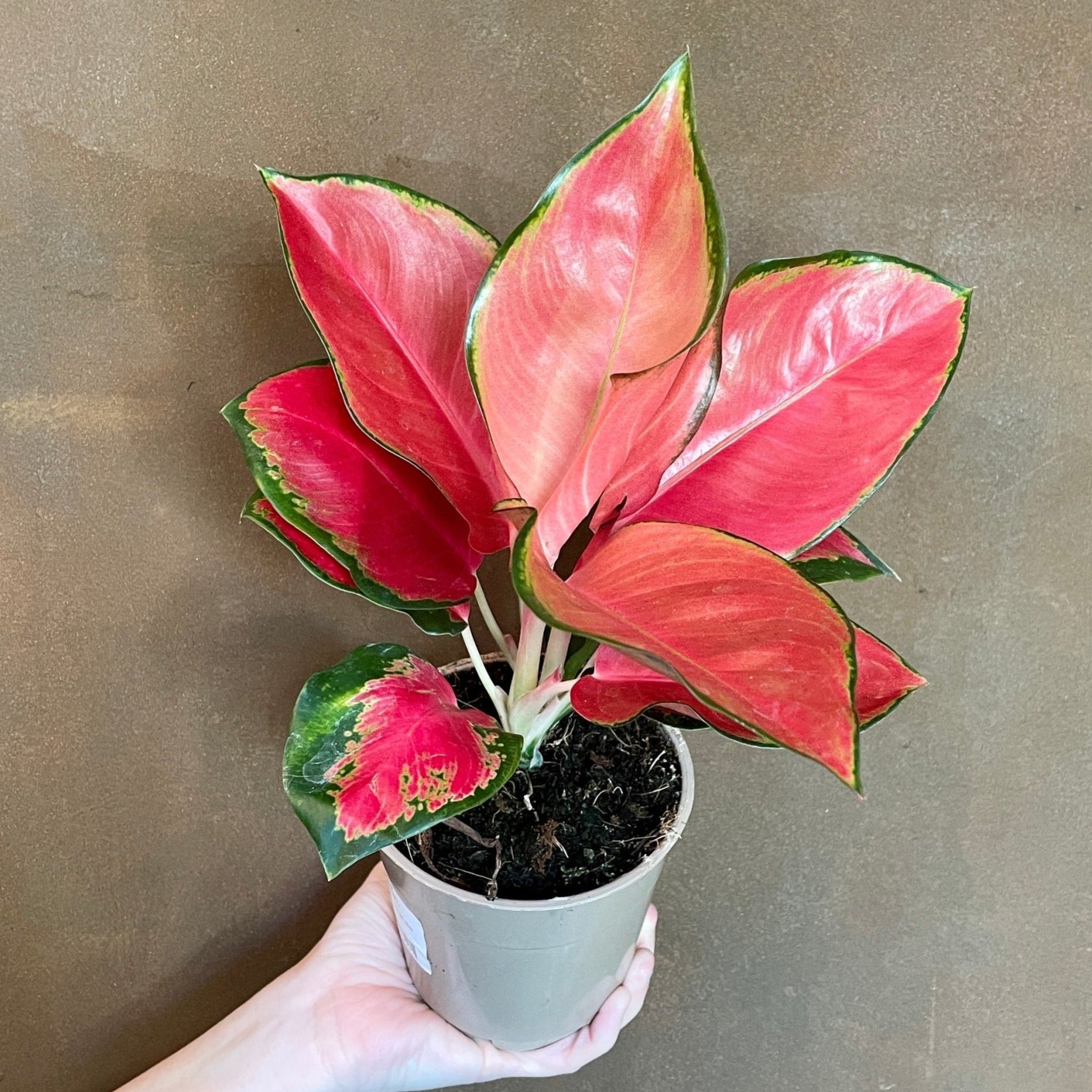 aglaonema orange star Aglaonema 'Orange Star'