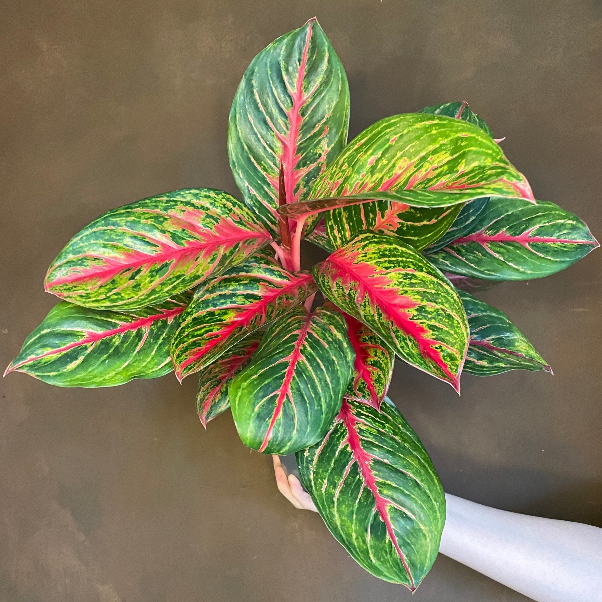 Aglaonema 'Pincut' - grow urban. UK