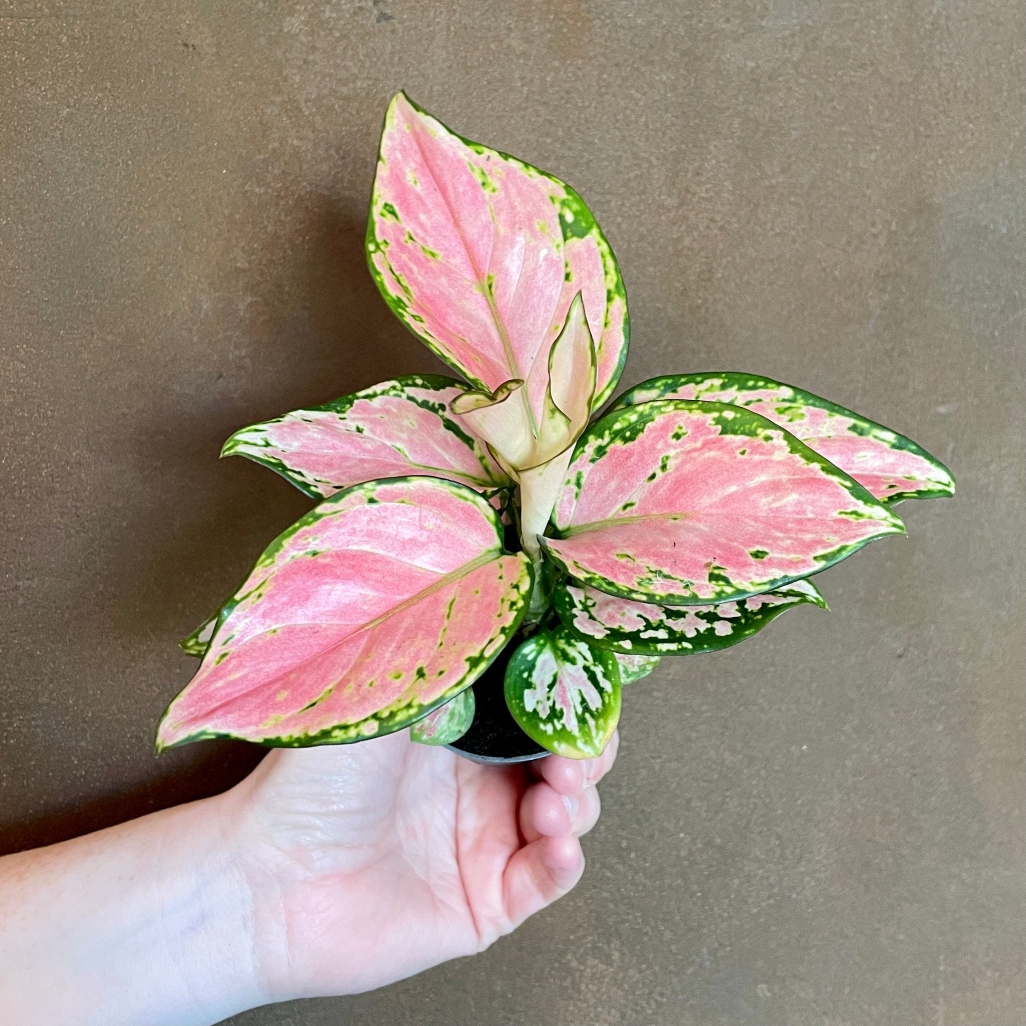 Aglaonema 'Pink Princess' - grow urban. UK