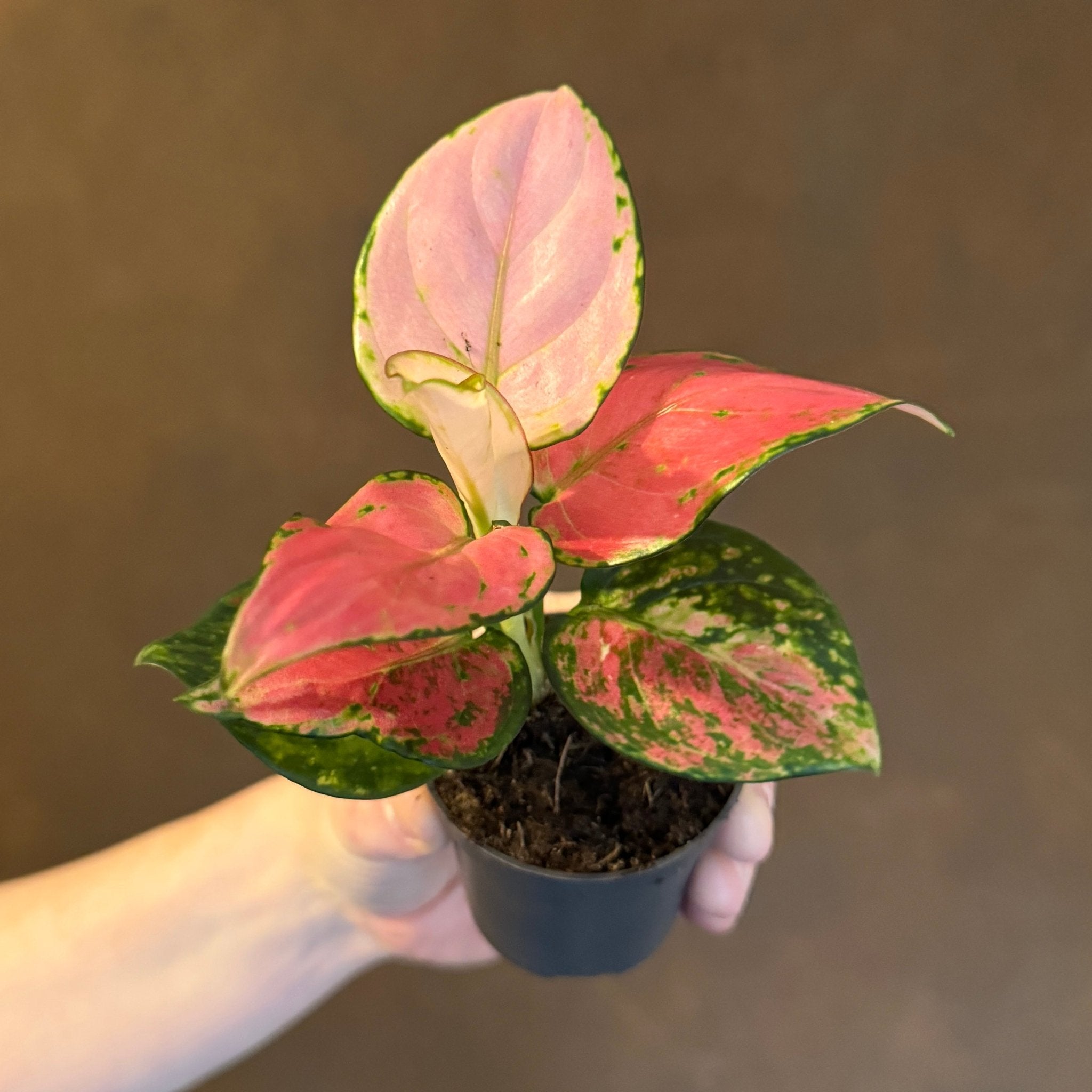 Aglaonema 'Pinky Promise' - grow urban. UK