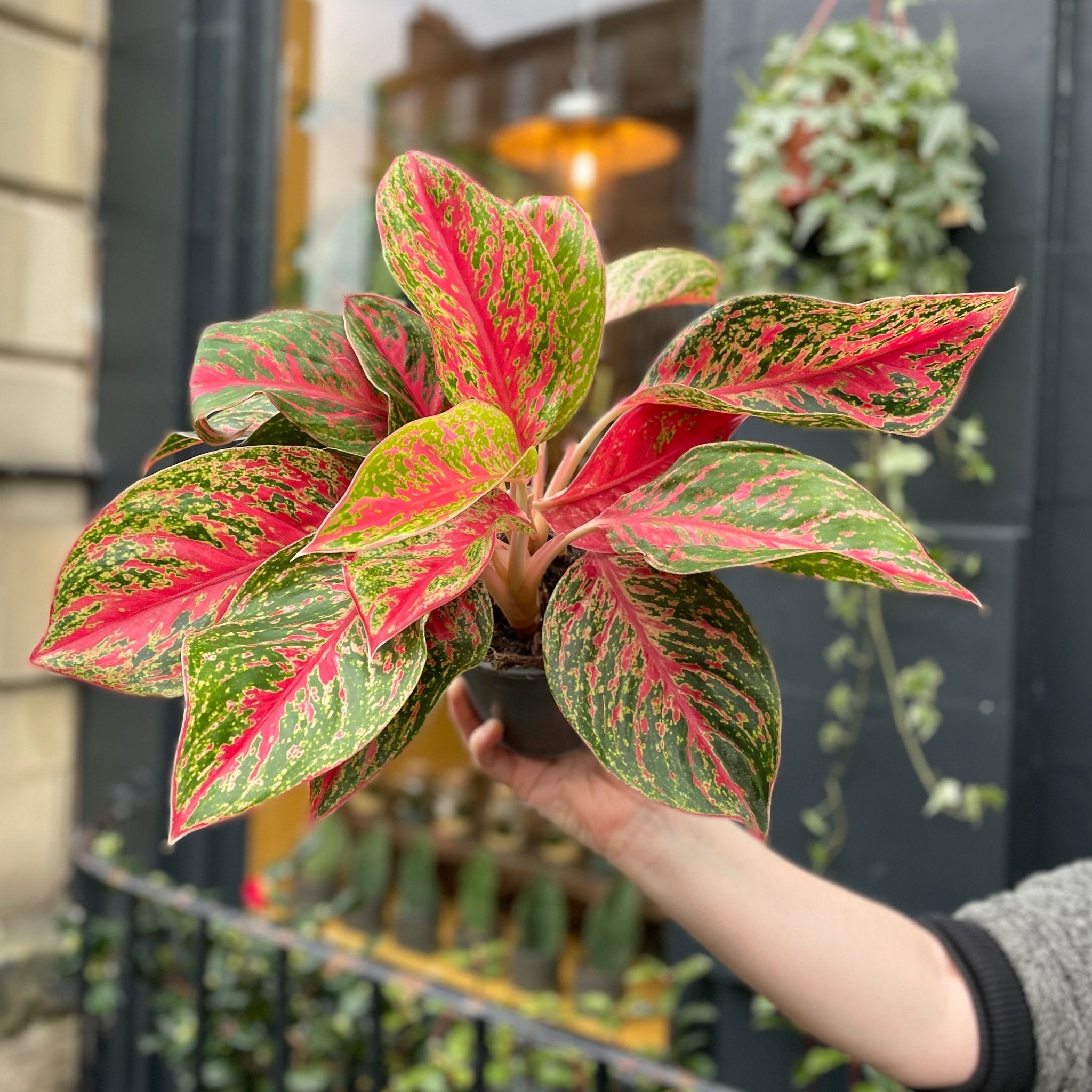 Aglaonema 'Red Emerald' - grow urban. UK