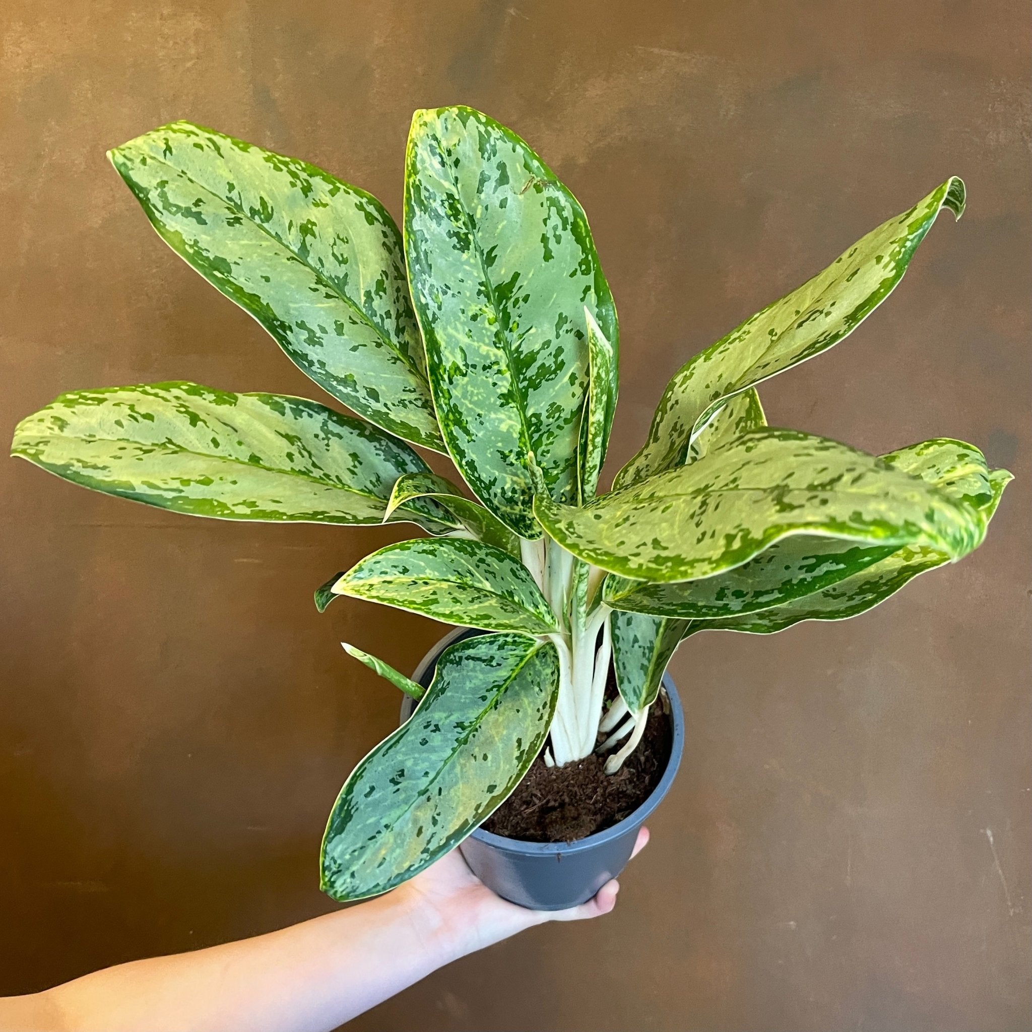 Aglaonema 'Royal Diamond' - grow urban. UK