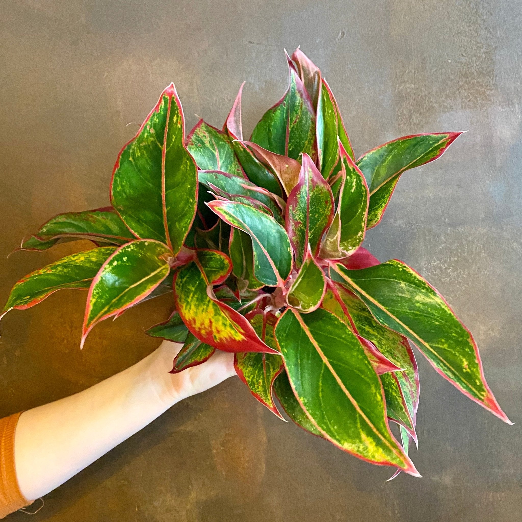 Aglaonema ‘Siam’ - grow urban. UK