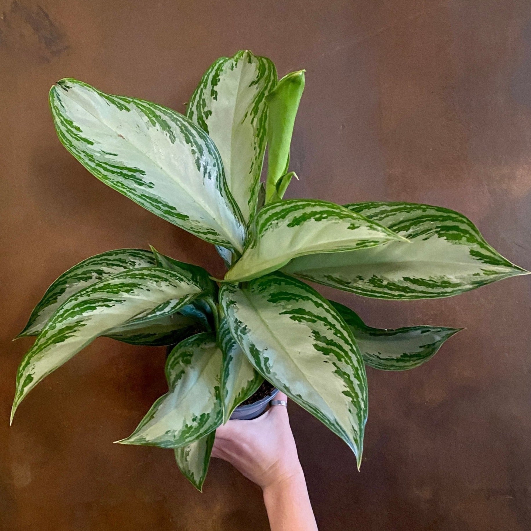 Aglaonema ‘Silver Bay’ (14cm pot) - grow urban. UK
