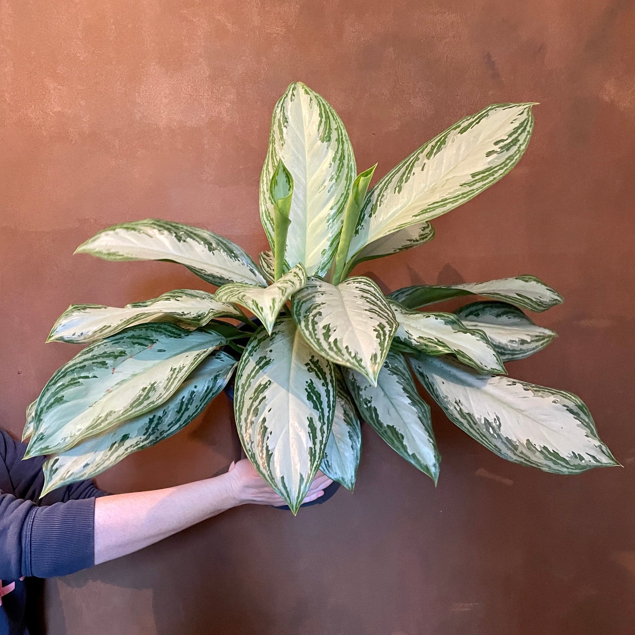 Aglaonema ‘Silver Bay’ (24cm pot) - grow urban. UK