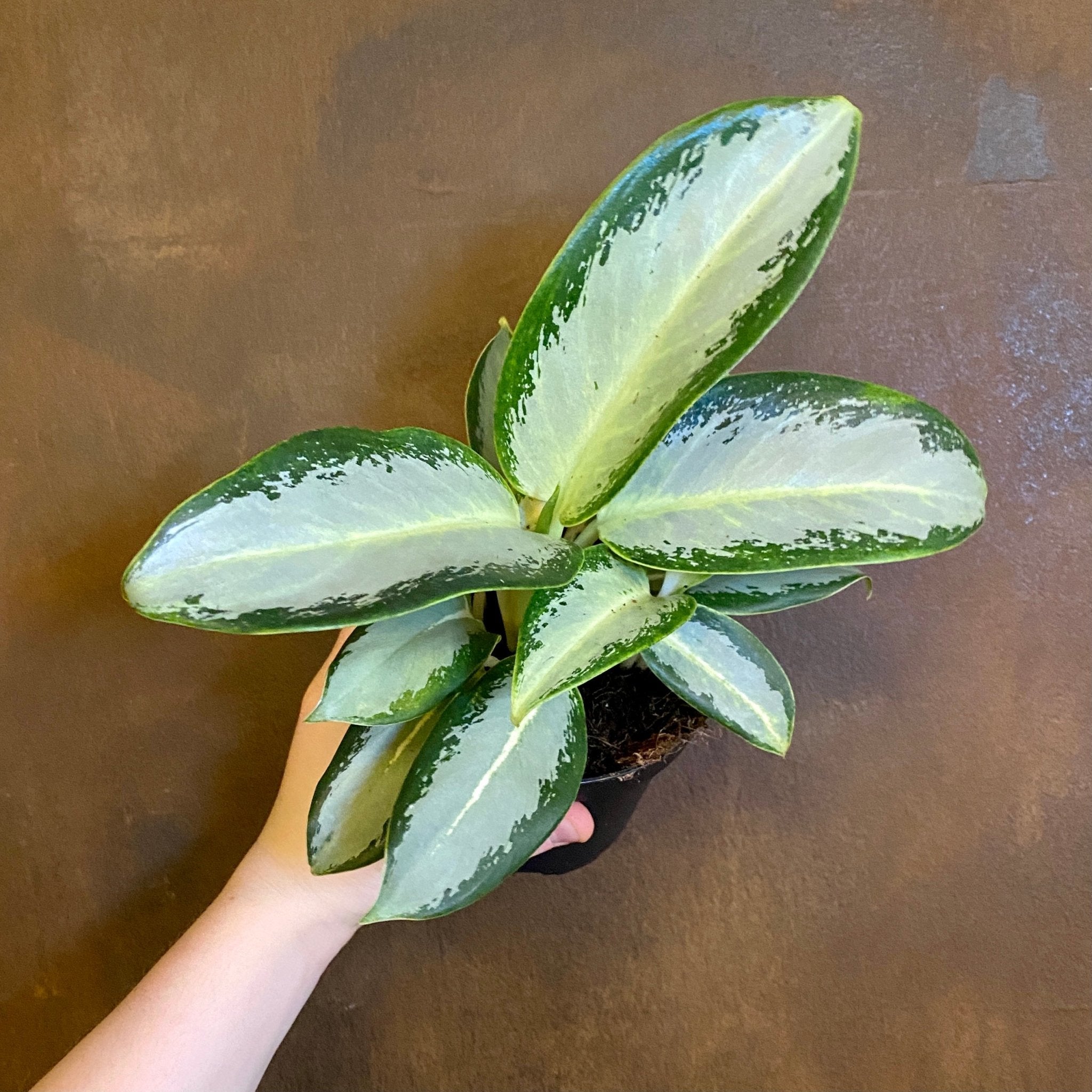 Aglaonema ‘Silver Blue’ - grow urban. UK