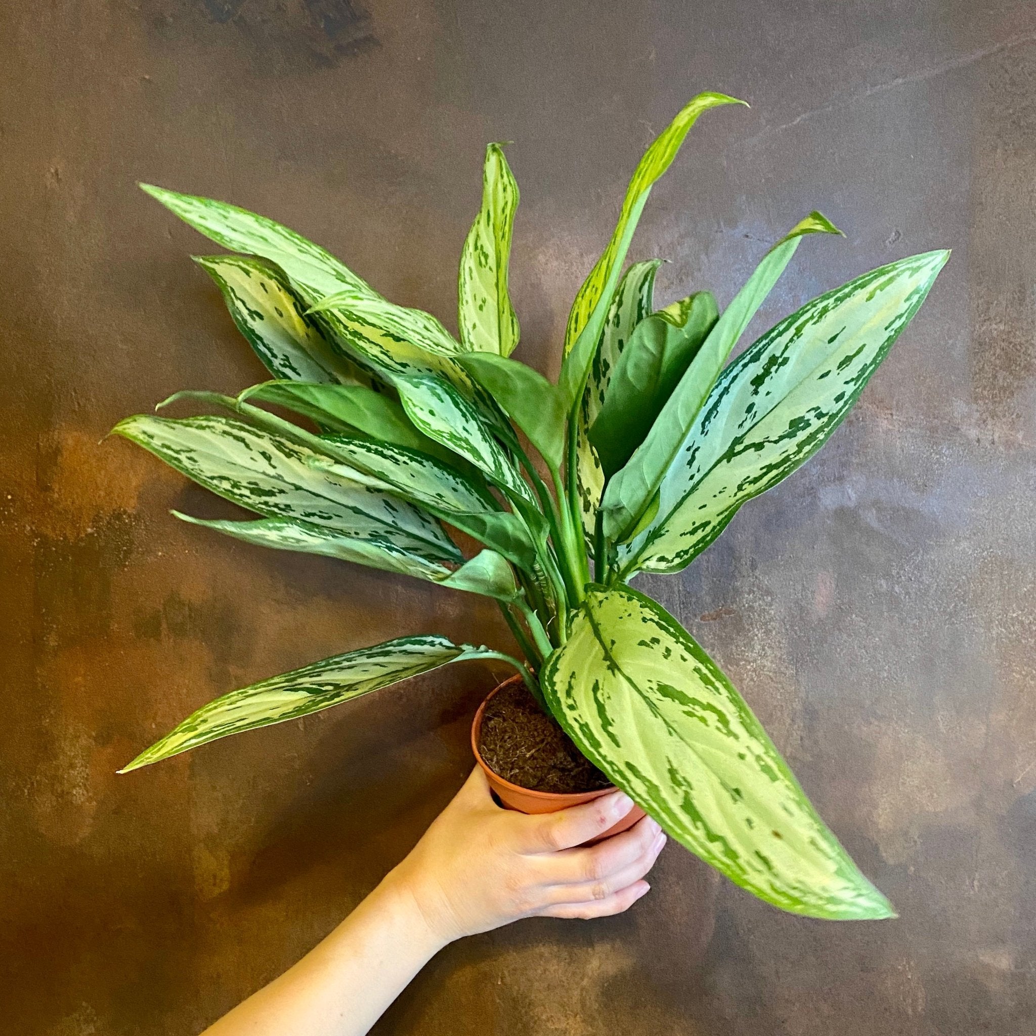 Aglaonema ‘Silver Queen’ - grow urban. UK