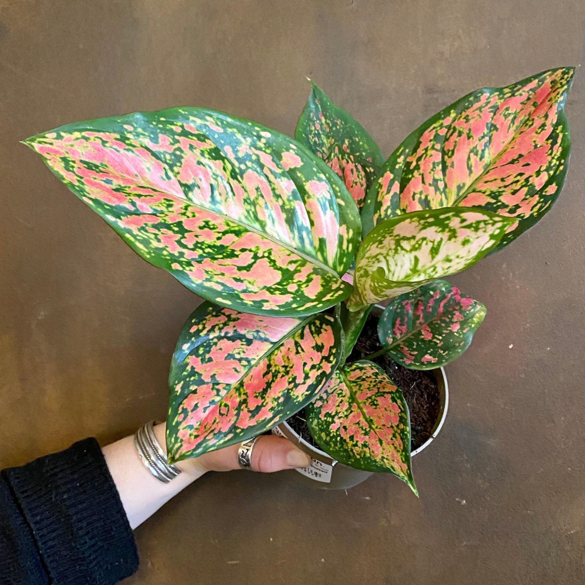 Aglaonema 'Spotted Star' - grow urban. UK
