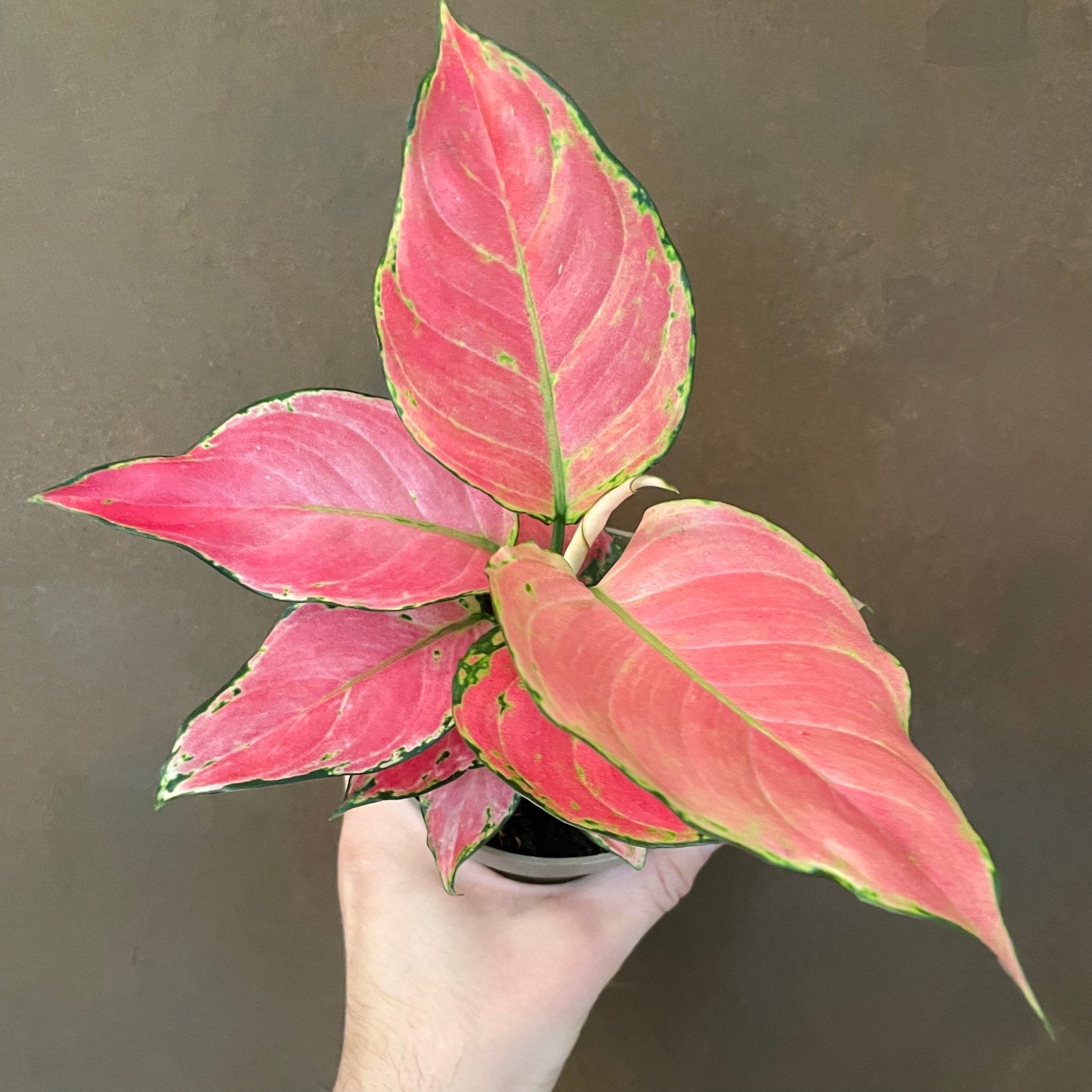 Aglaonema 'Star Pink' - grow urban. UK