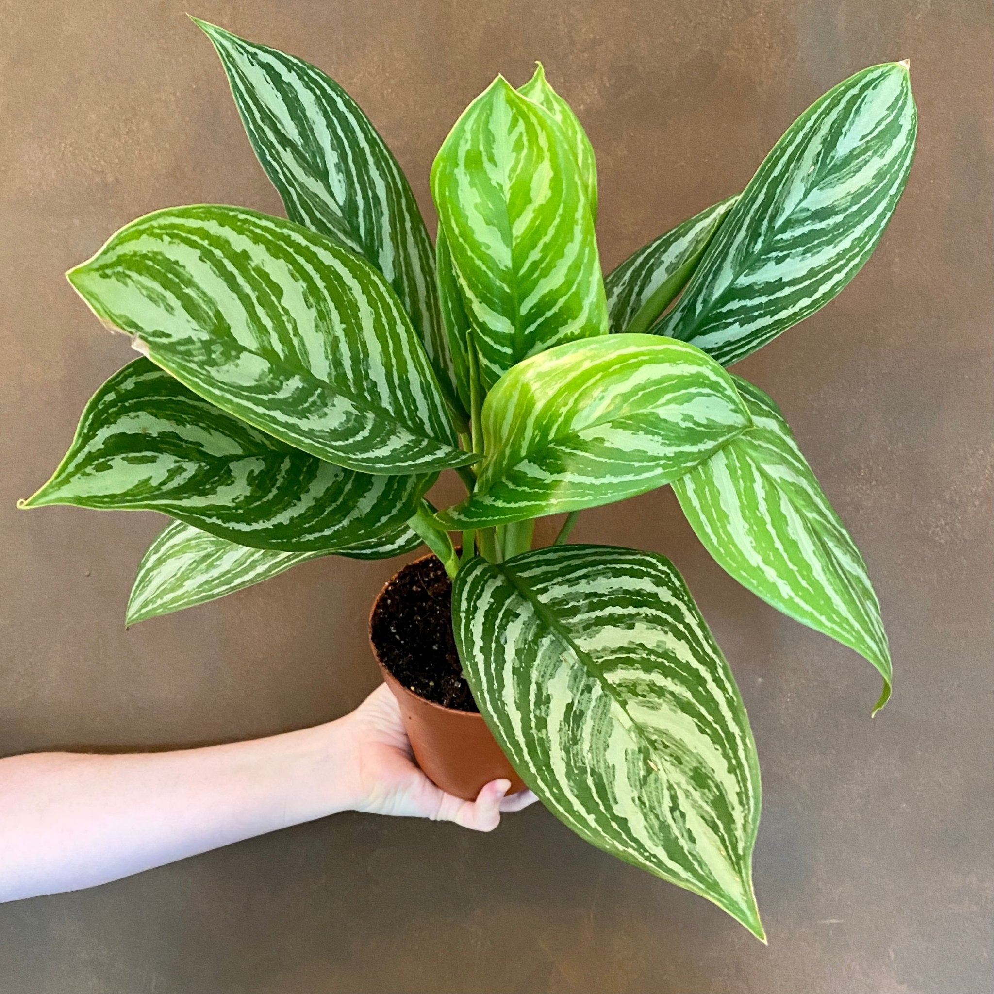Aglaonema ‘Stripes’ (12cm pot) - grow urban. UK
