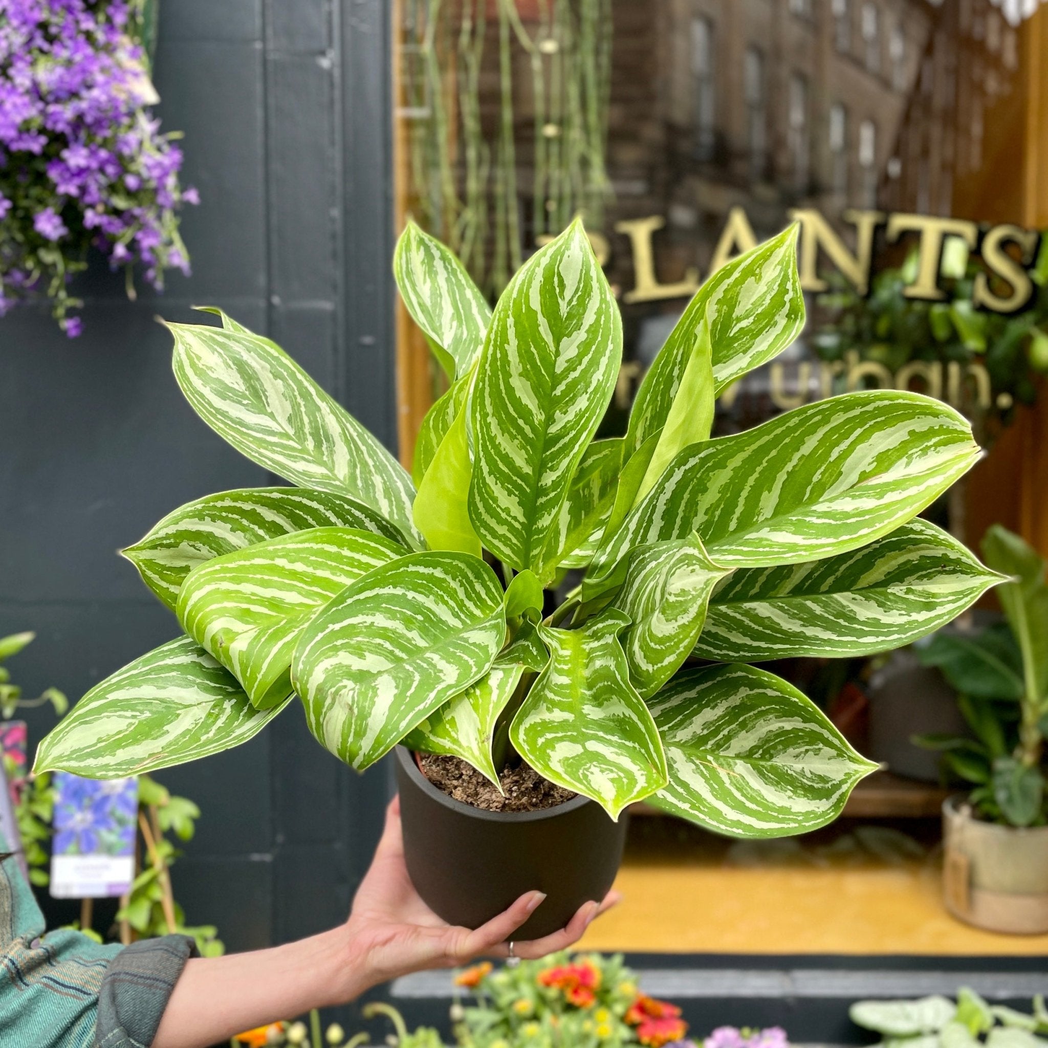 Aglaonema ‘Stripes’ (12cm pot) - grow urban. UK
