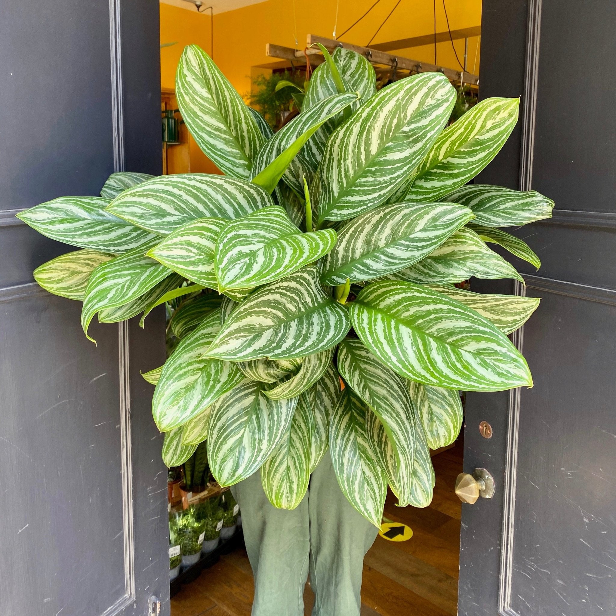 Aglaonema ‘Stripes’ (27cm pot) - grow urban. UK