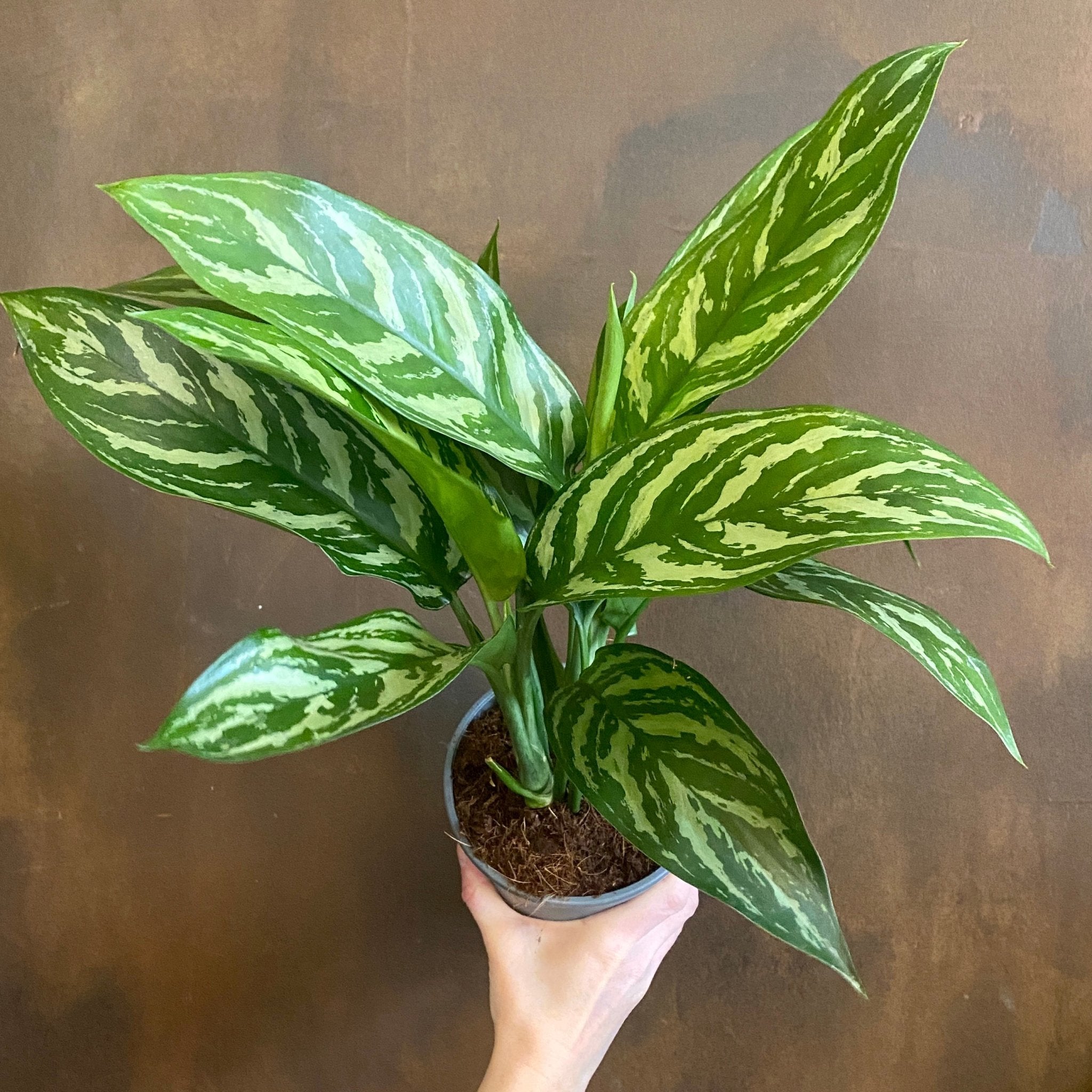 Aglaonema 'Tigress' - grow urban. UK