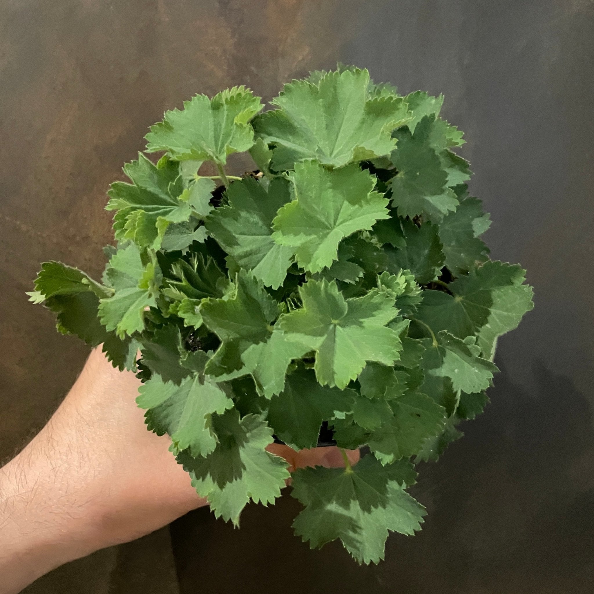 Alchemilla mollis - grow urban. UK